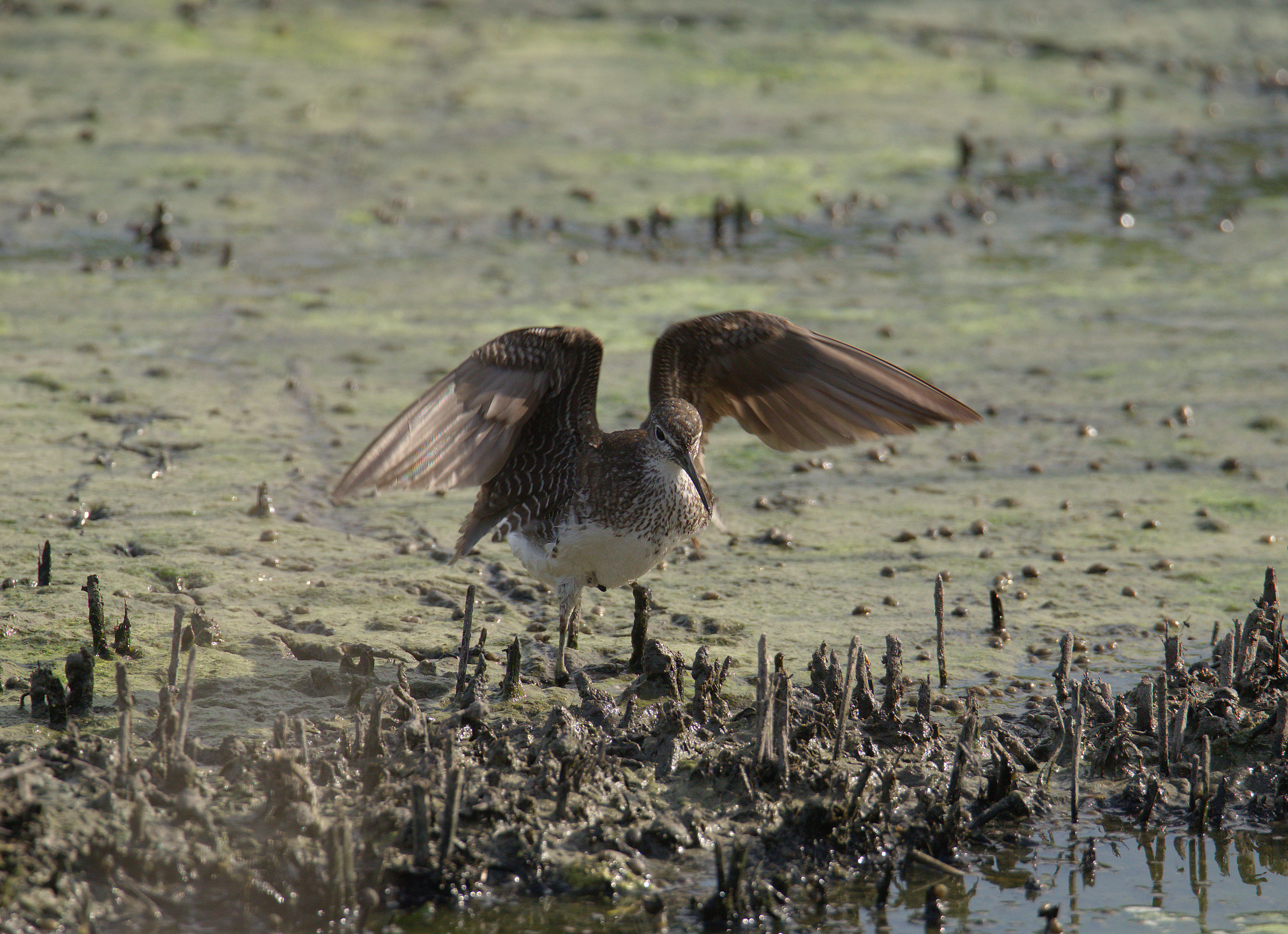 Piro pierce culinary