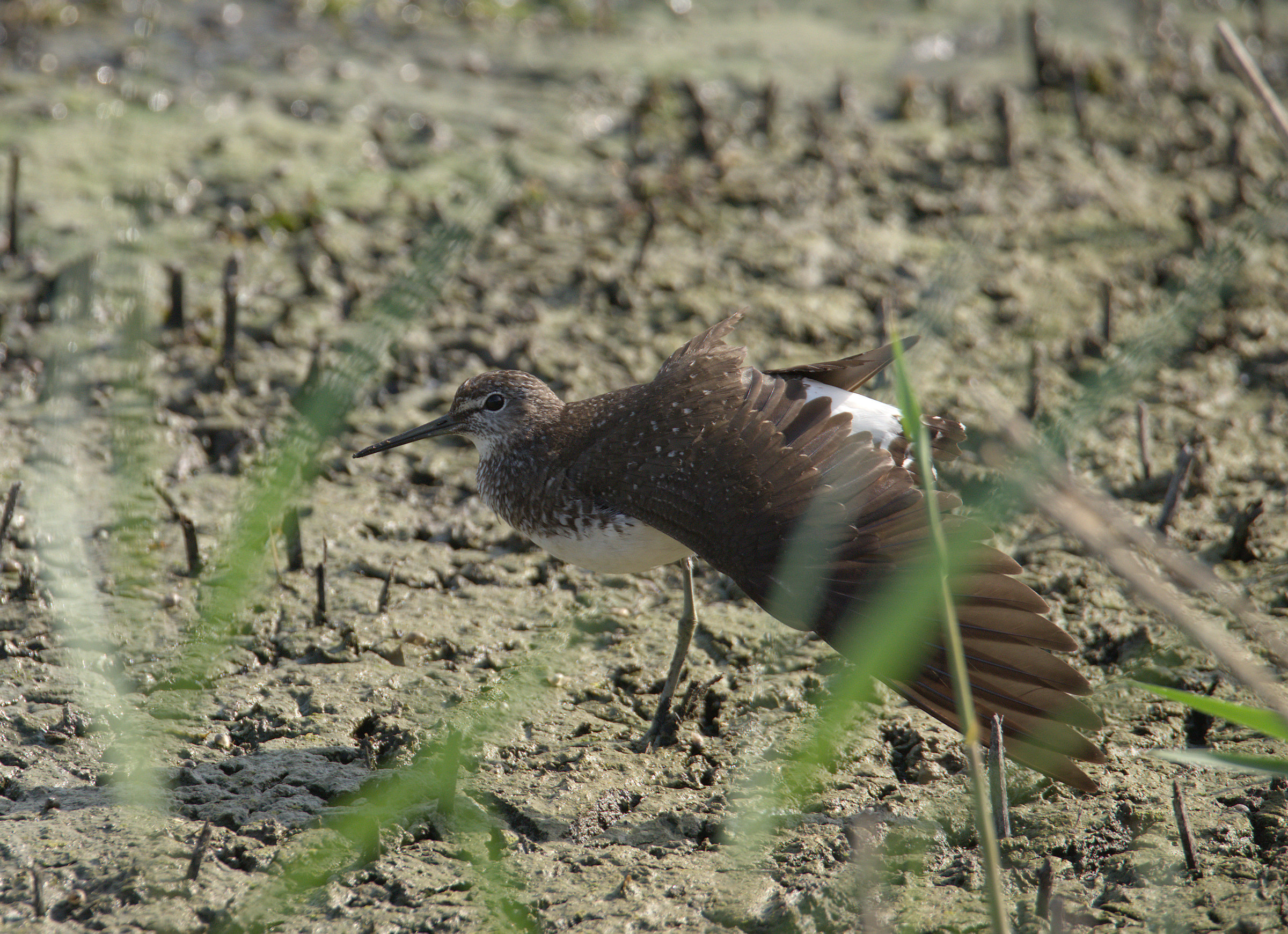 Piro pierce culinary