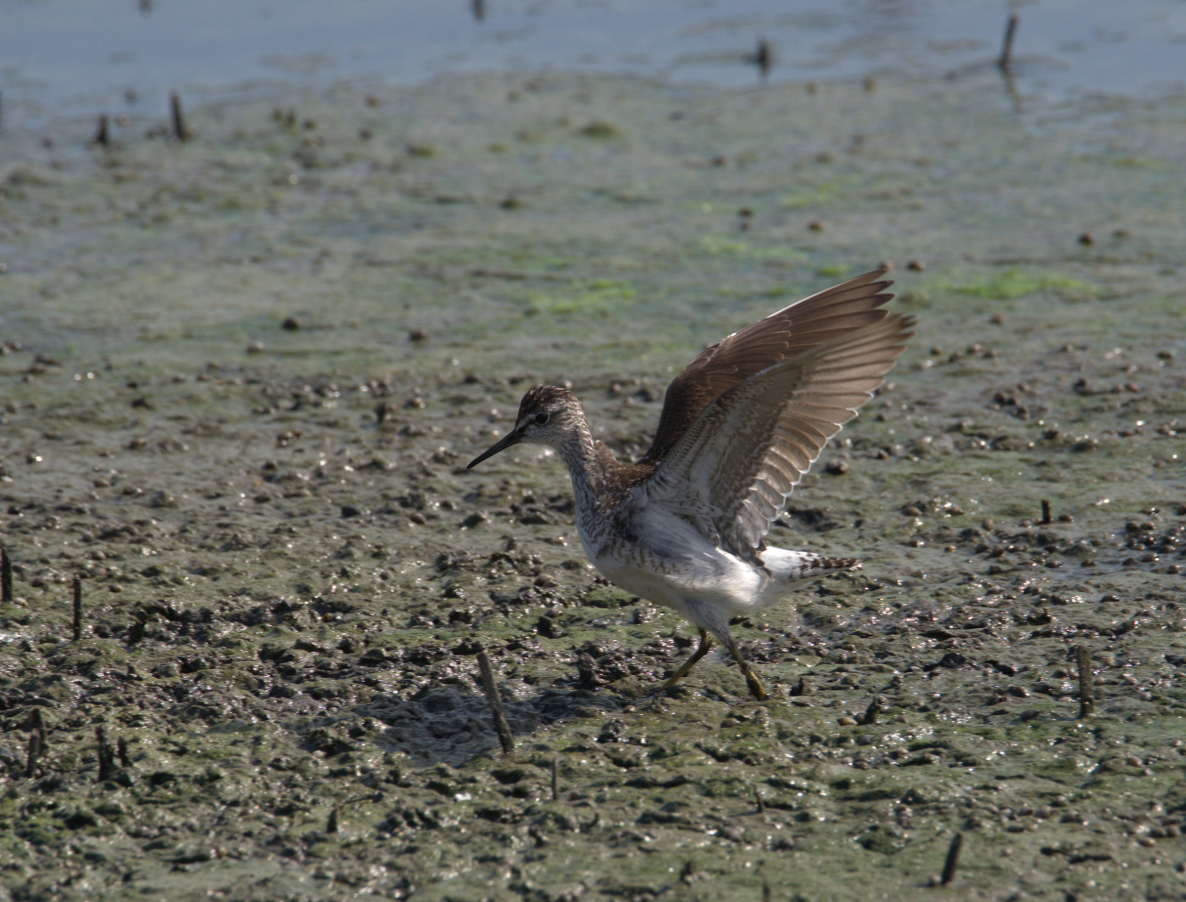 Piro pierce culinary