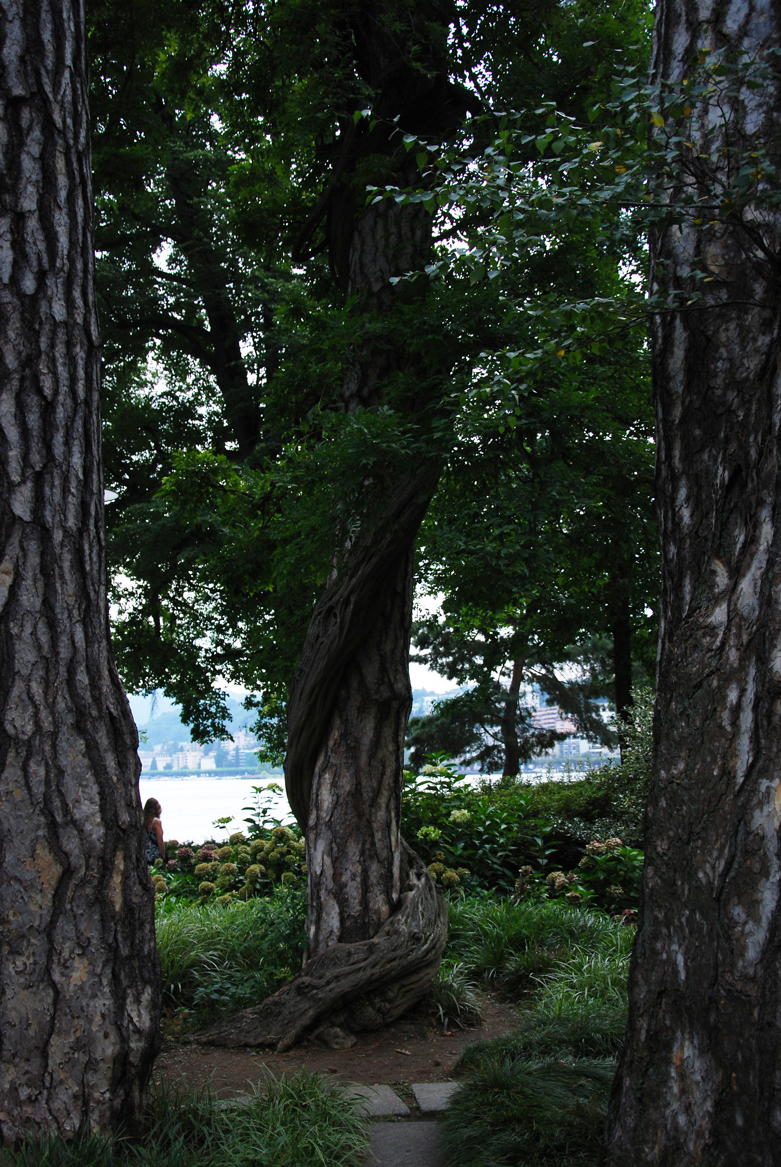 Alberi in un parco a Lugano
