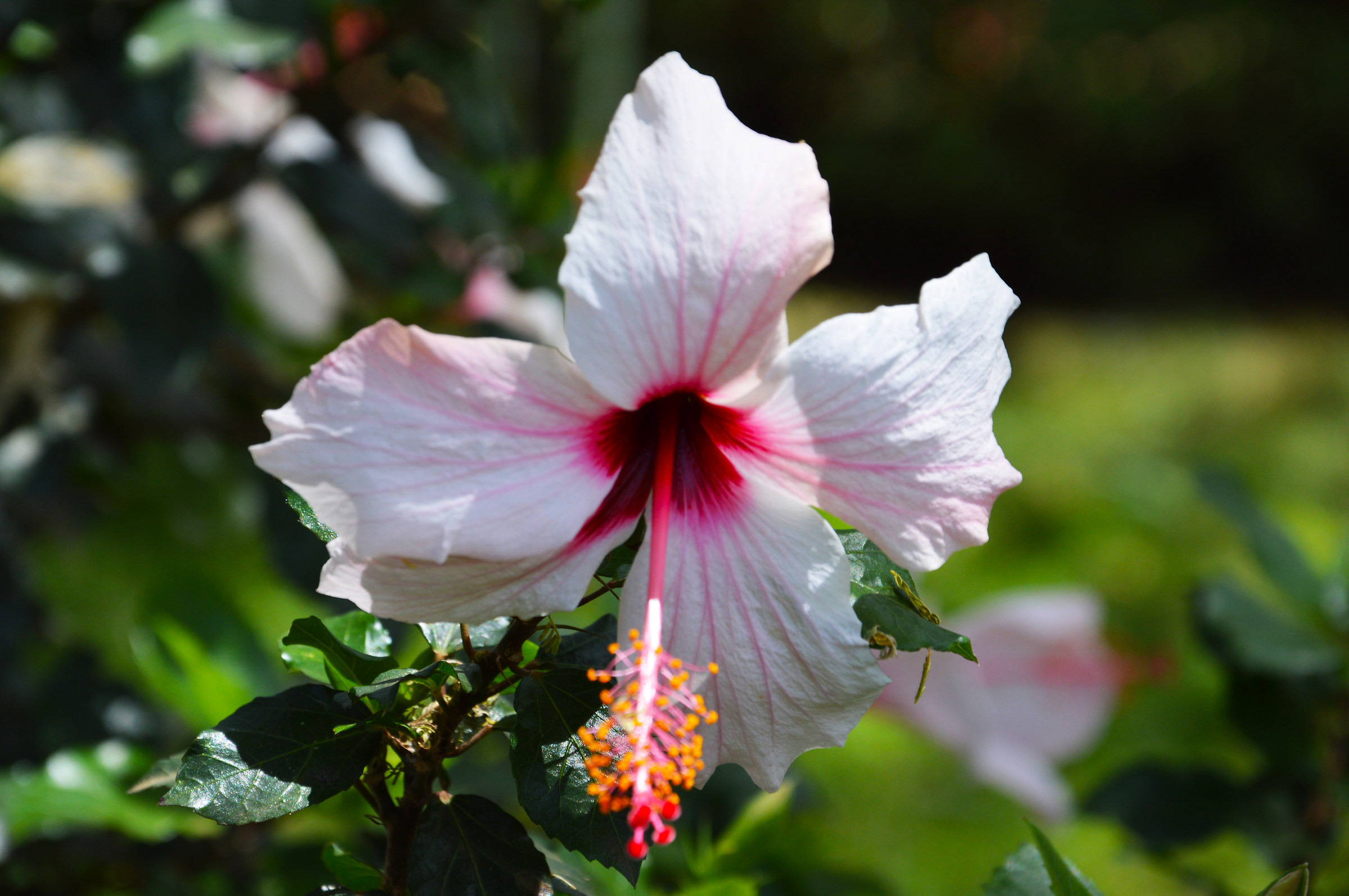 Hibiscus
