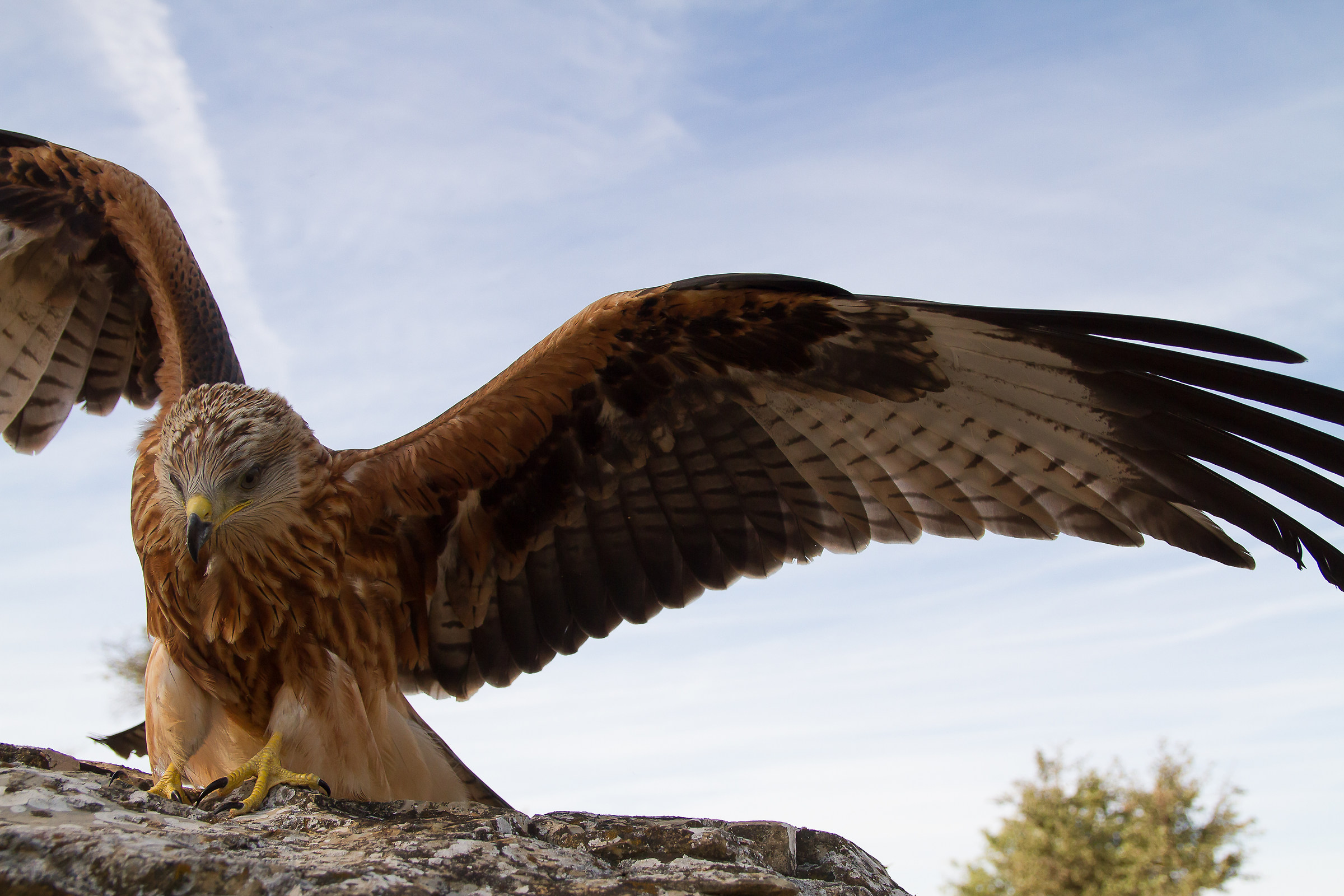 Close up for the Snake