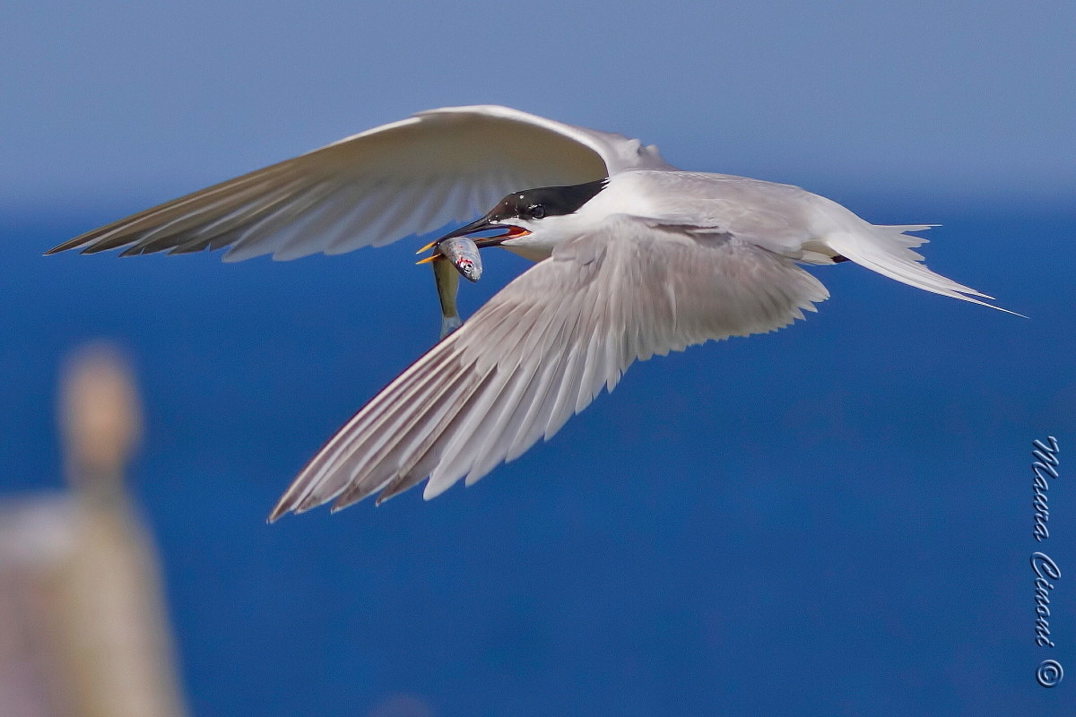 Sandwich Tern.Beccapesci.