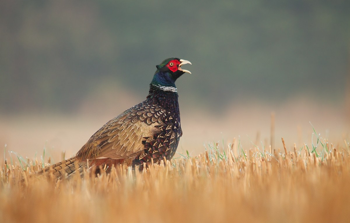 Pheasant