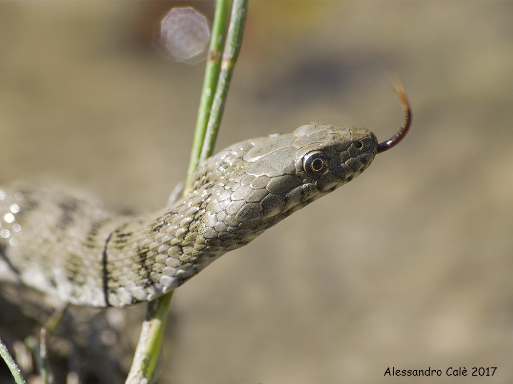 Natrix tassellata (Biscia tasselata) 2904