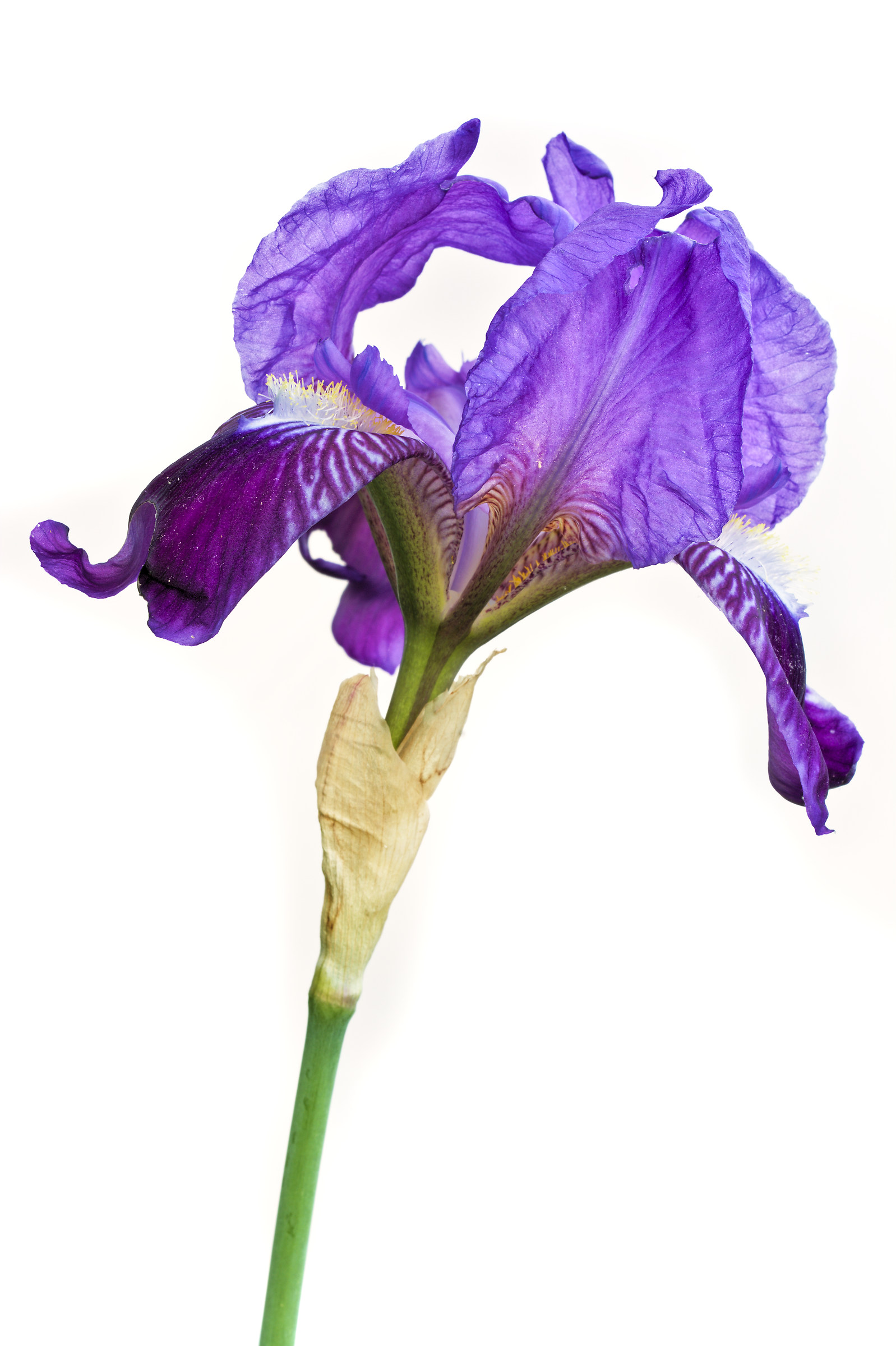 Germanic Iris