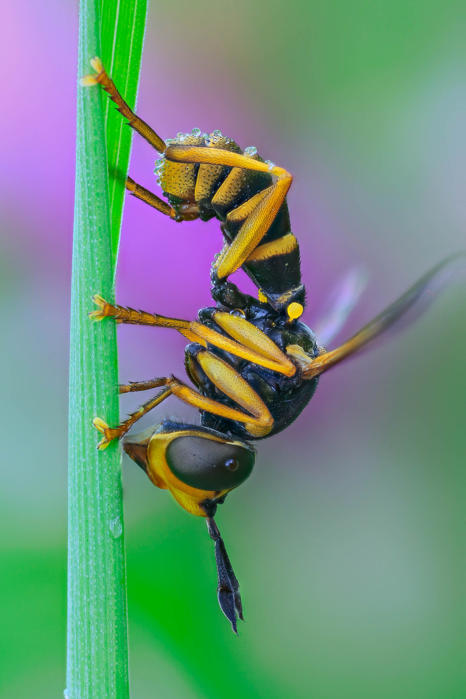 I will be Conopidae of the genus Leopoldius