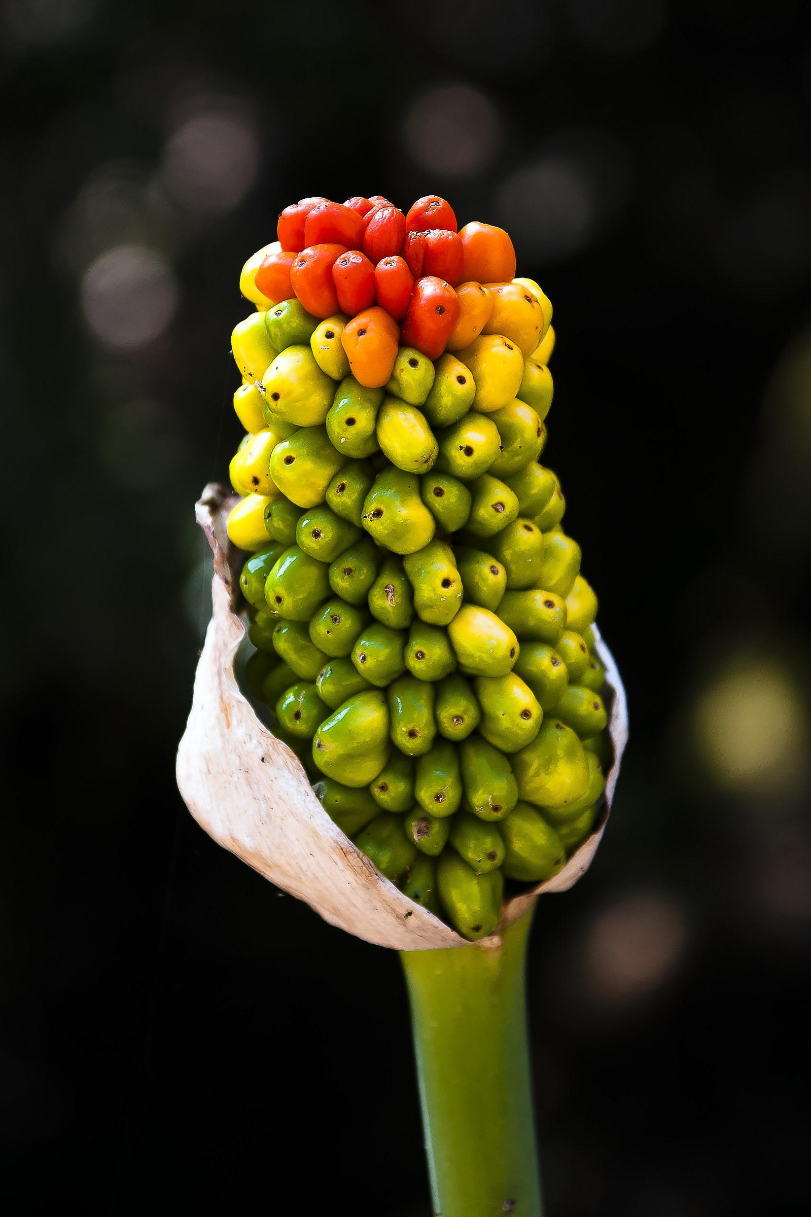 Arum italicum (Pan di biscia)