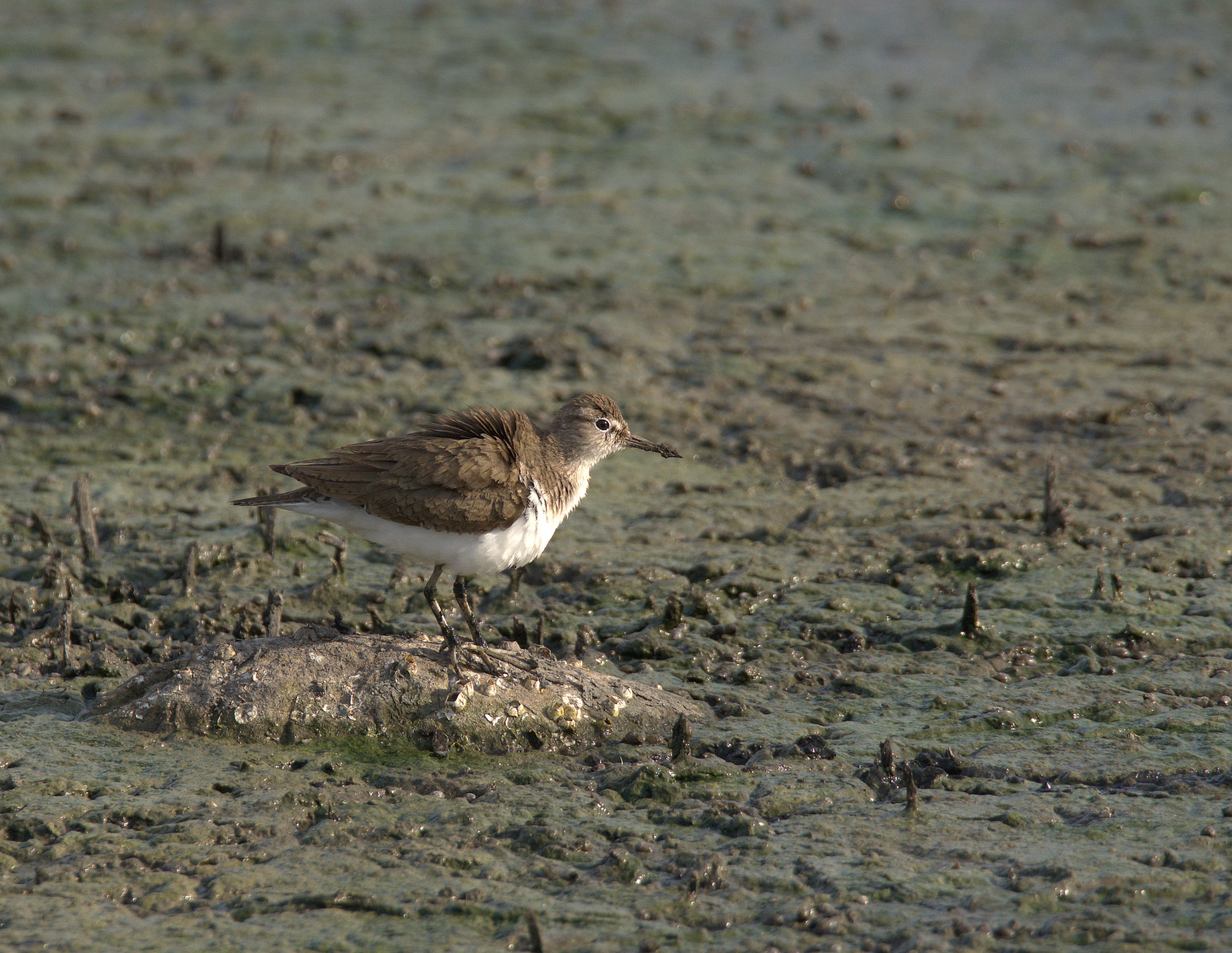 Piro pierce culinary