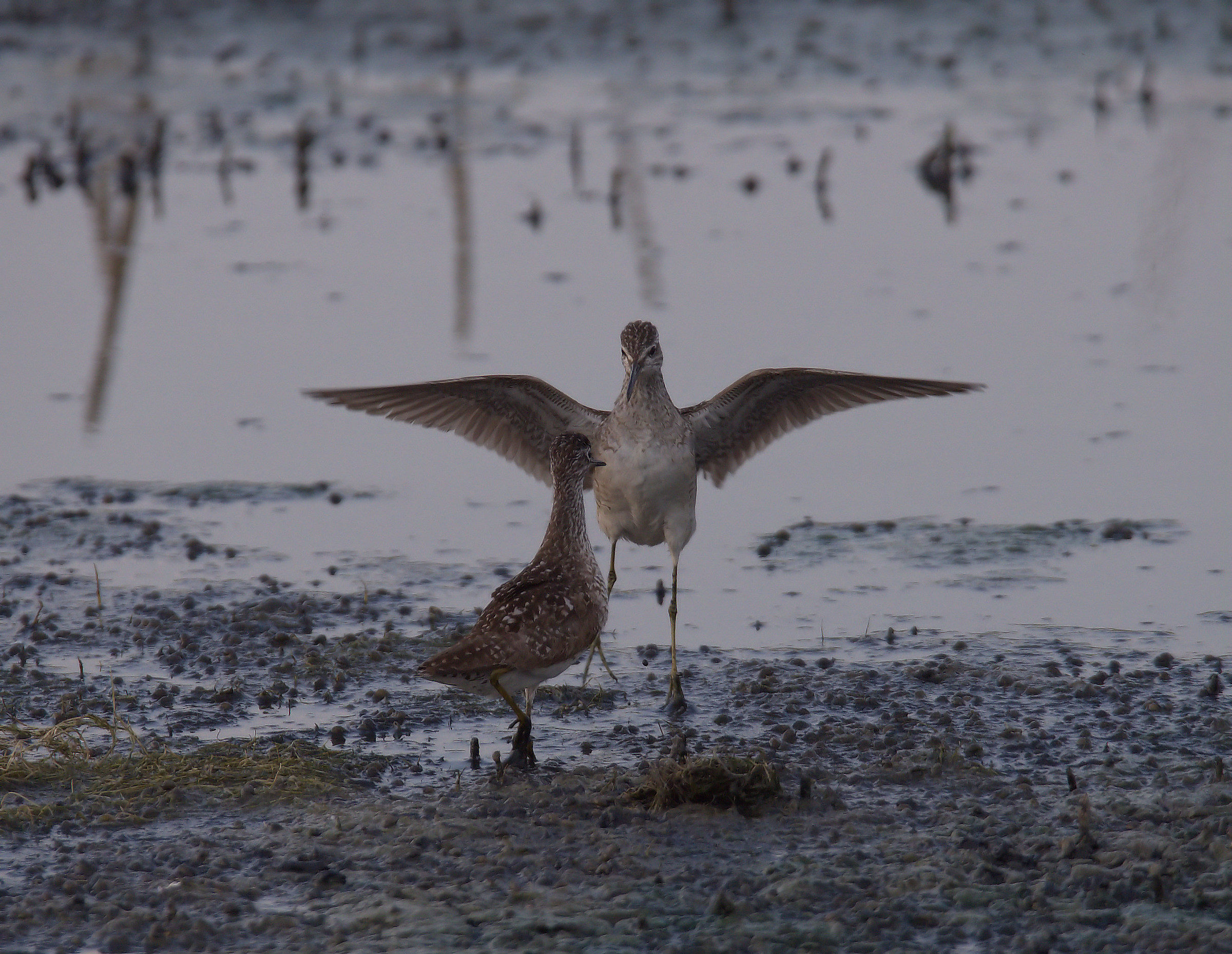 Pyro piro boschereccio