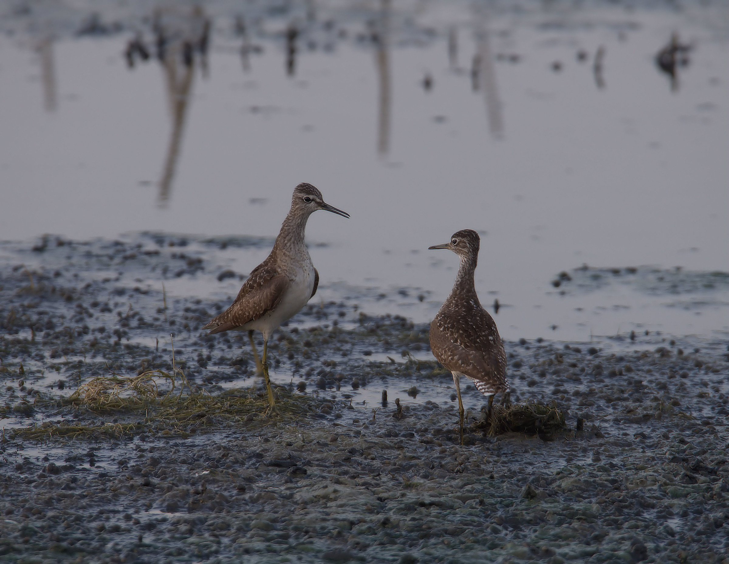 Pyro piro boschereccio