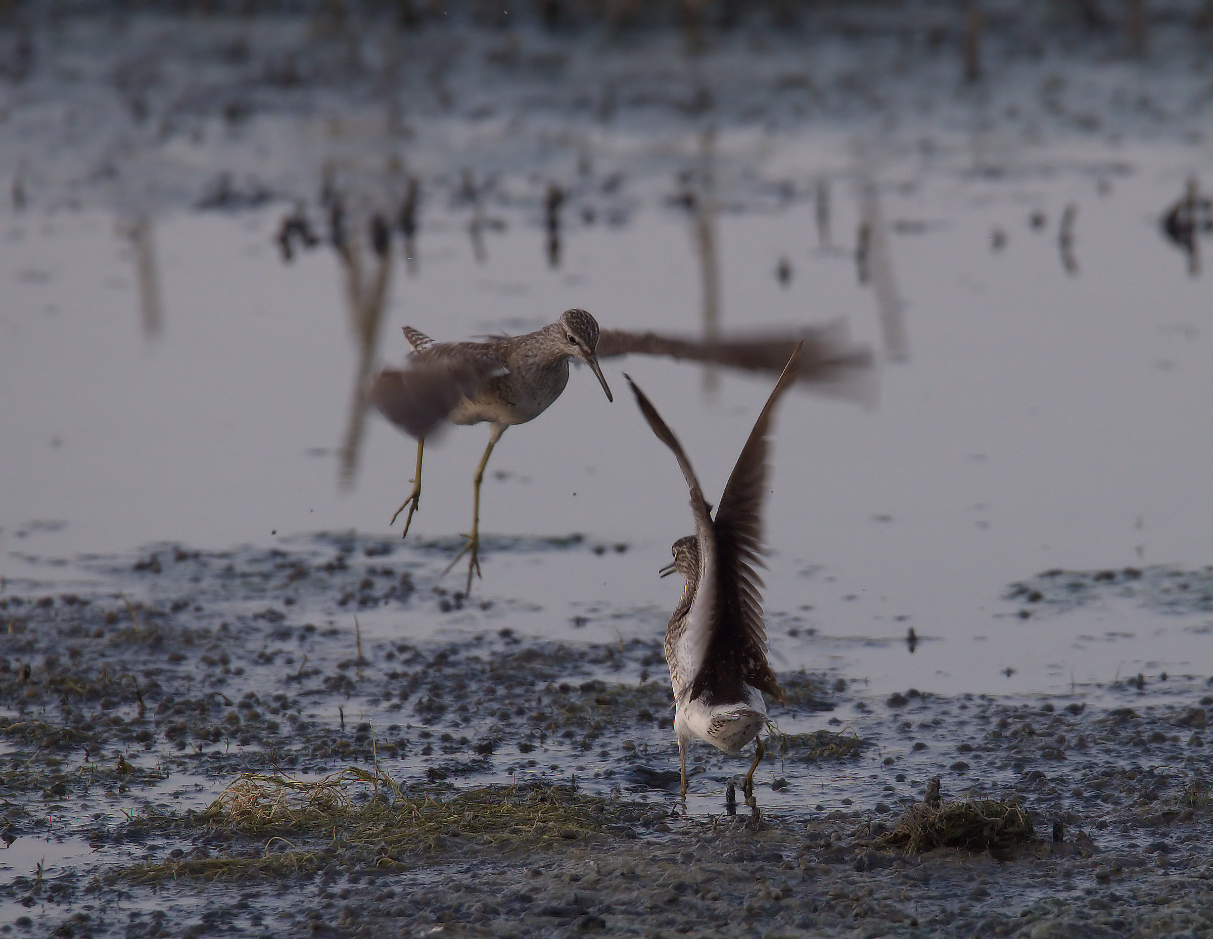 Pyro piro boschereccio