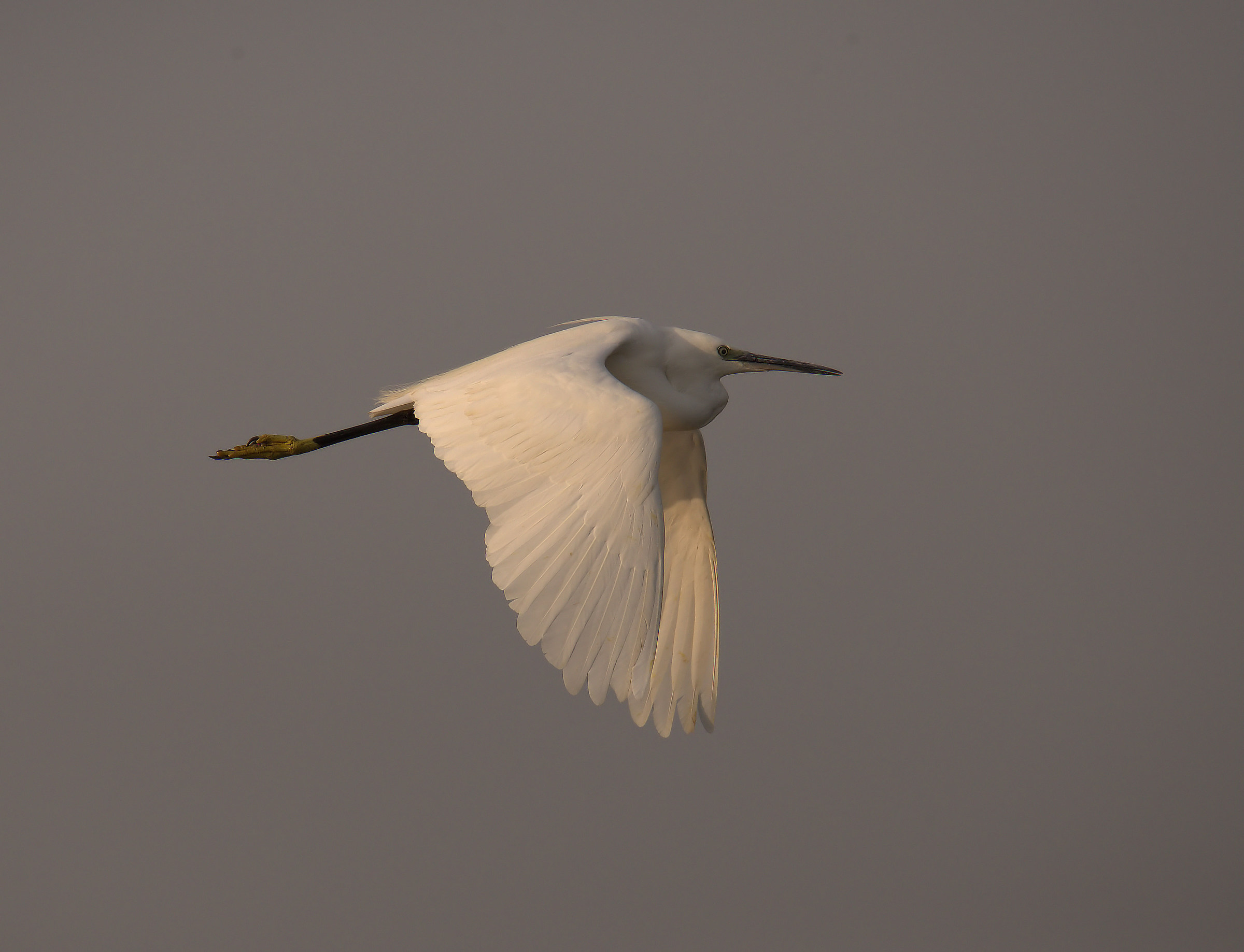 Egret