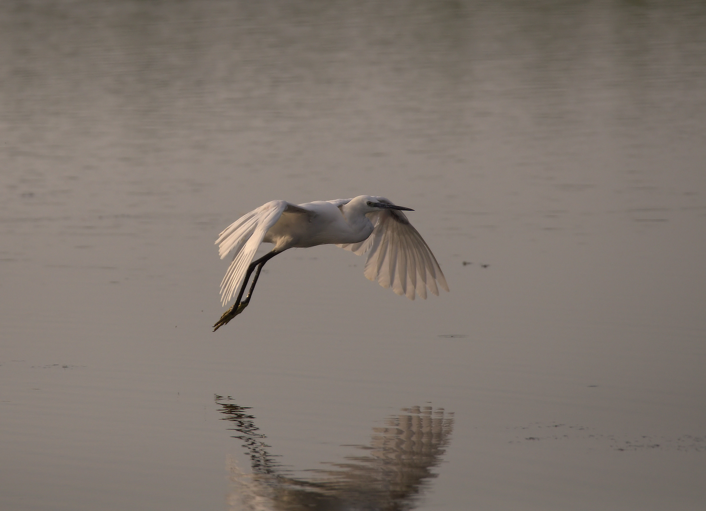 Egret