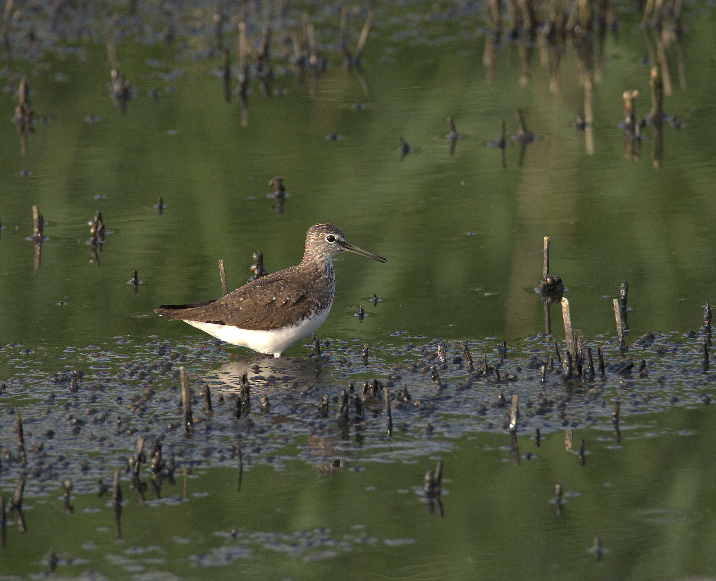 Piro pierce culinary