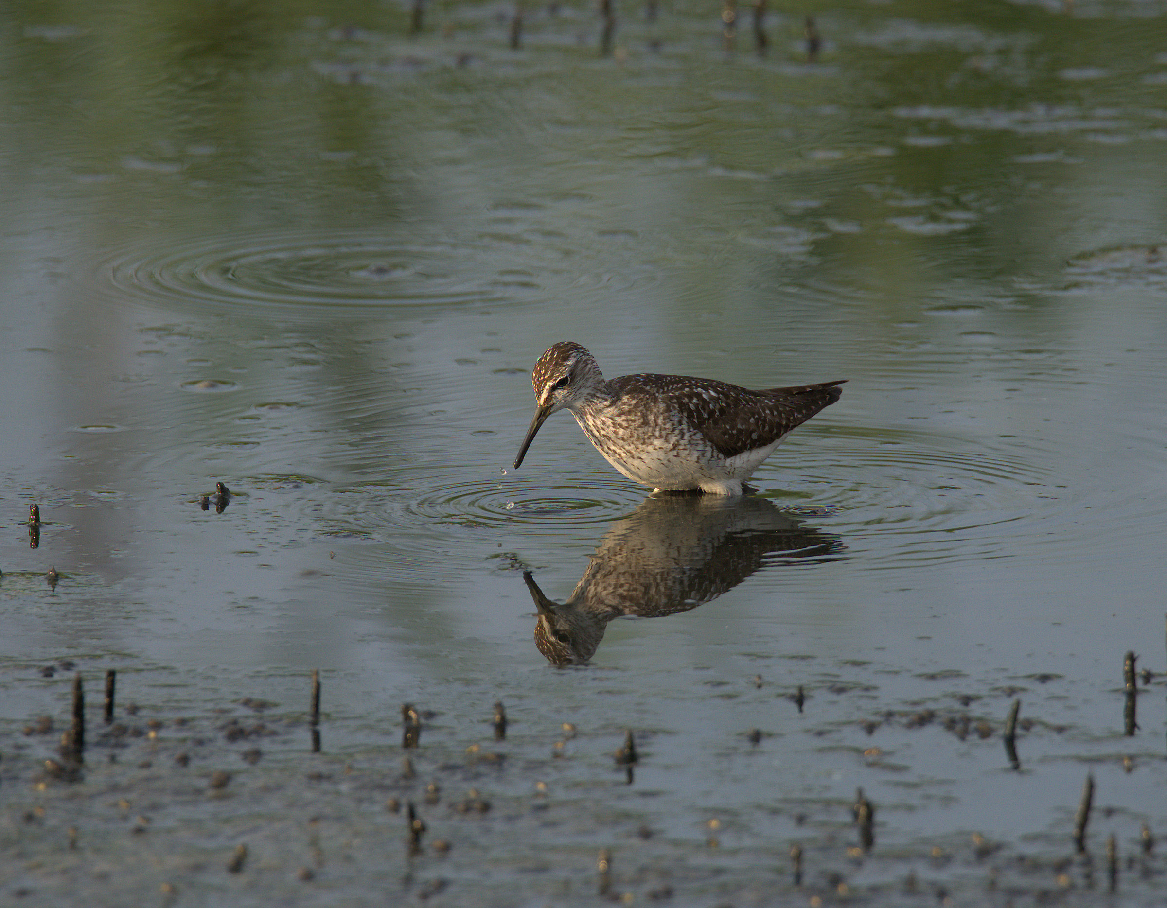 Pyro piro boschereccio