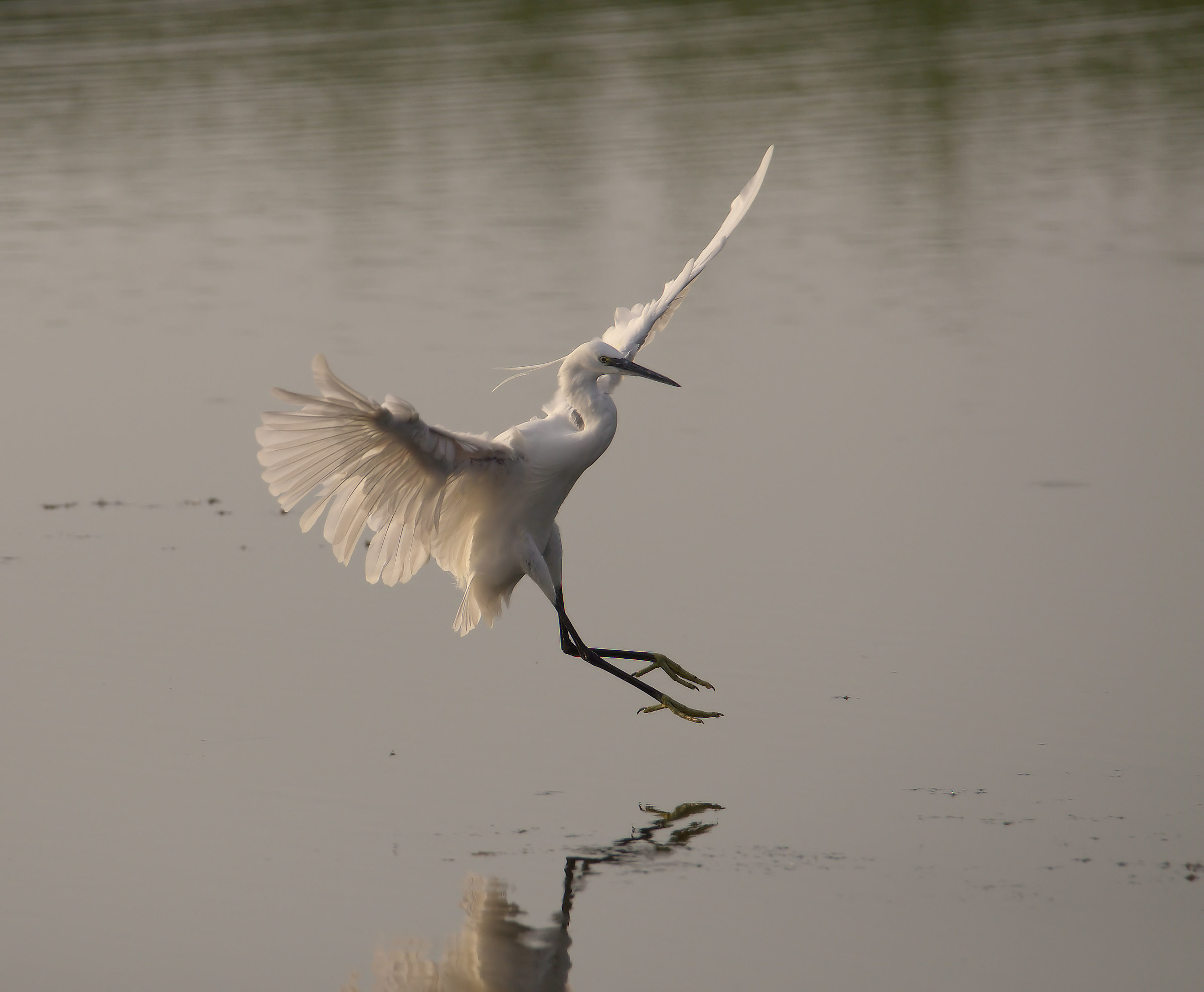 Egret