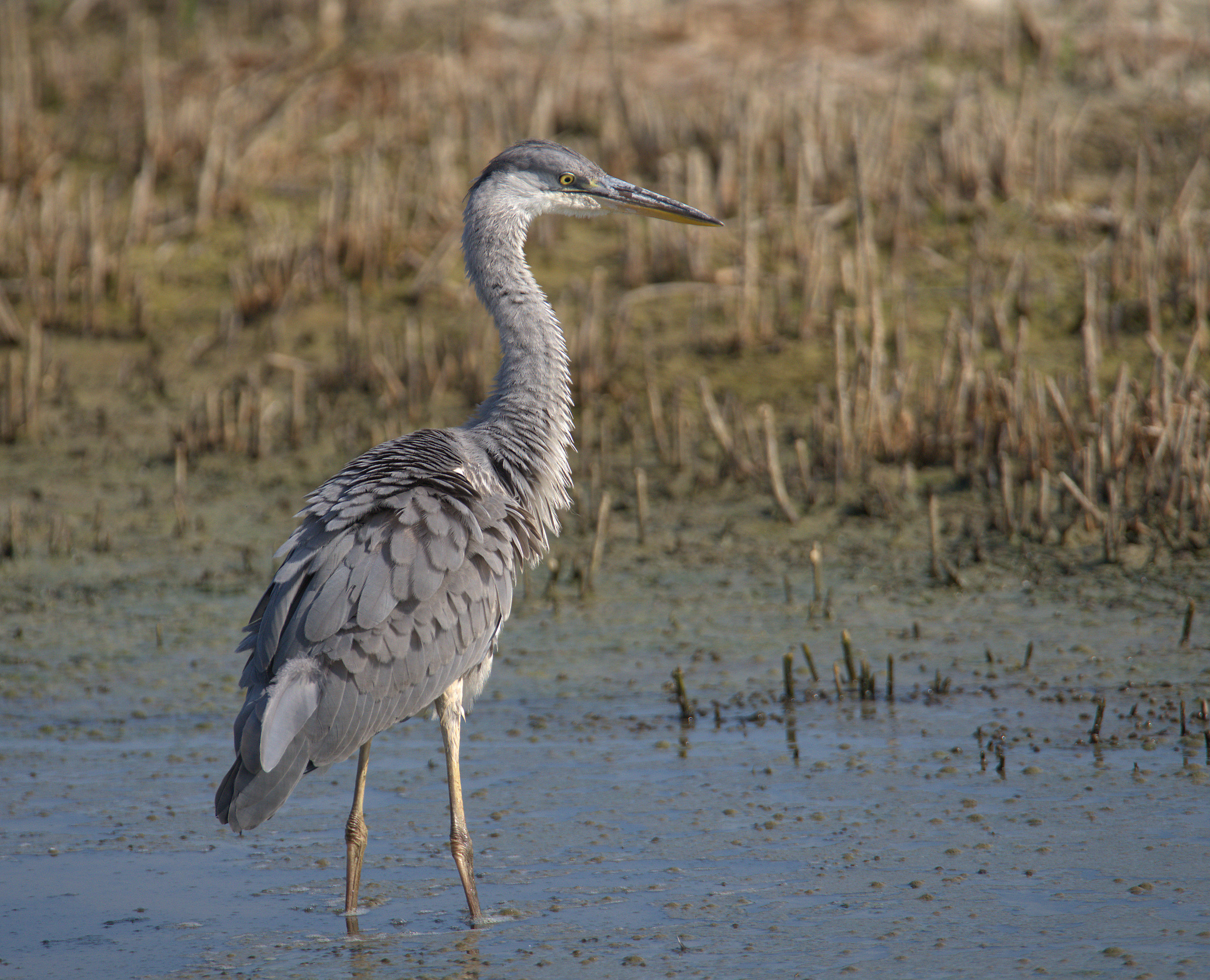 Grass heron