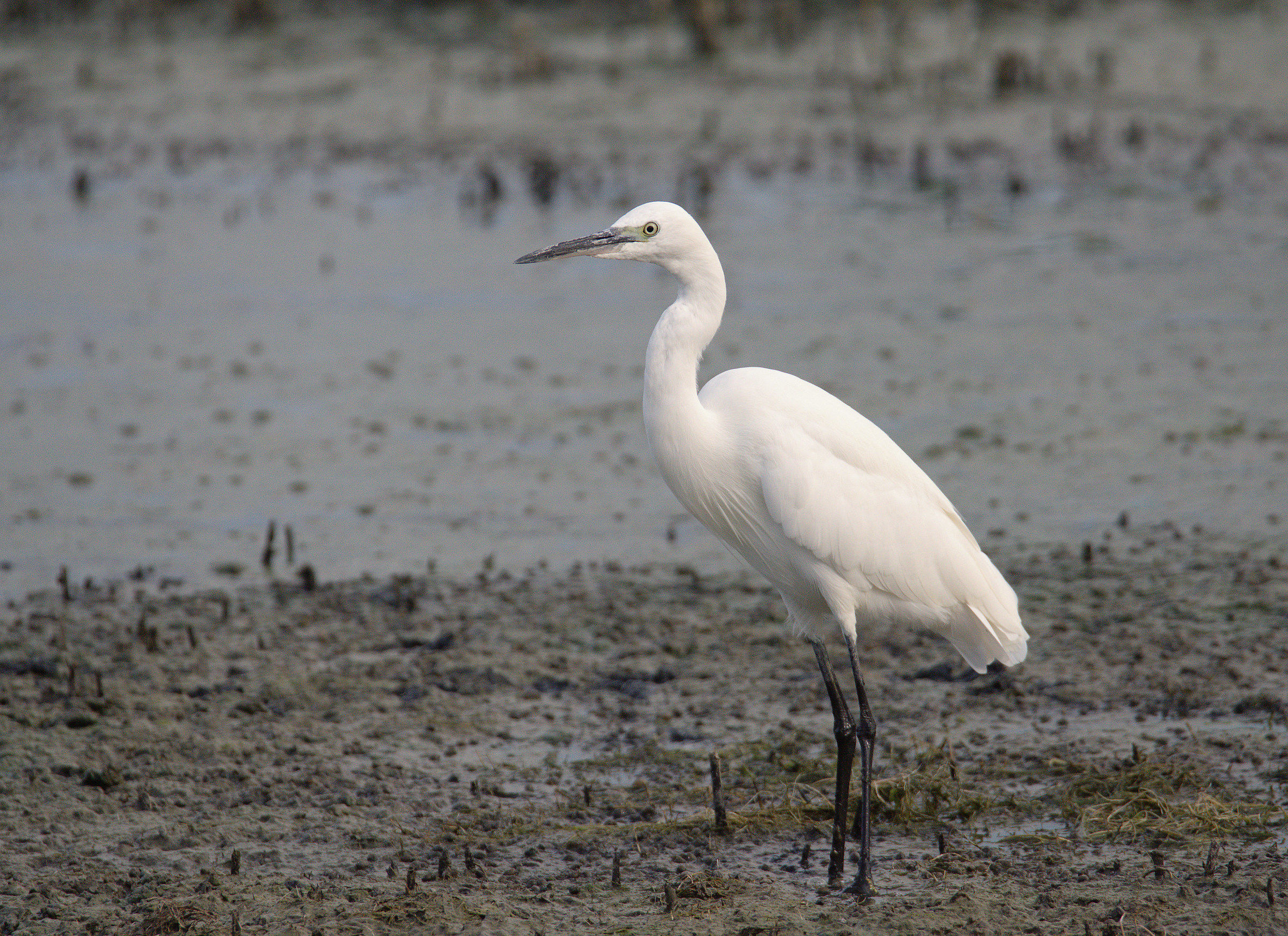 Egret