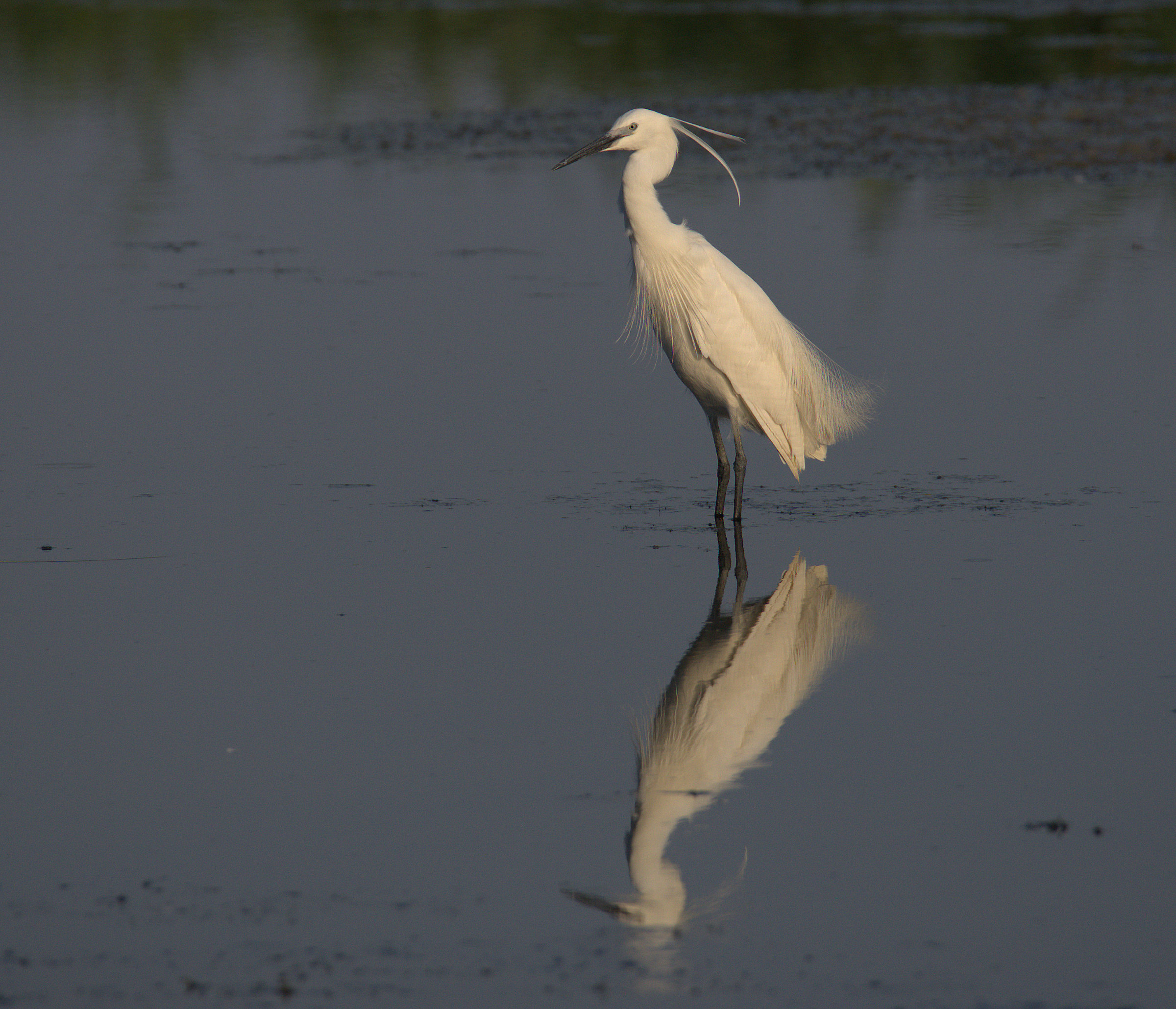 Egret