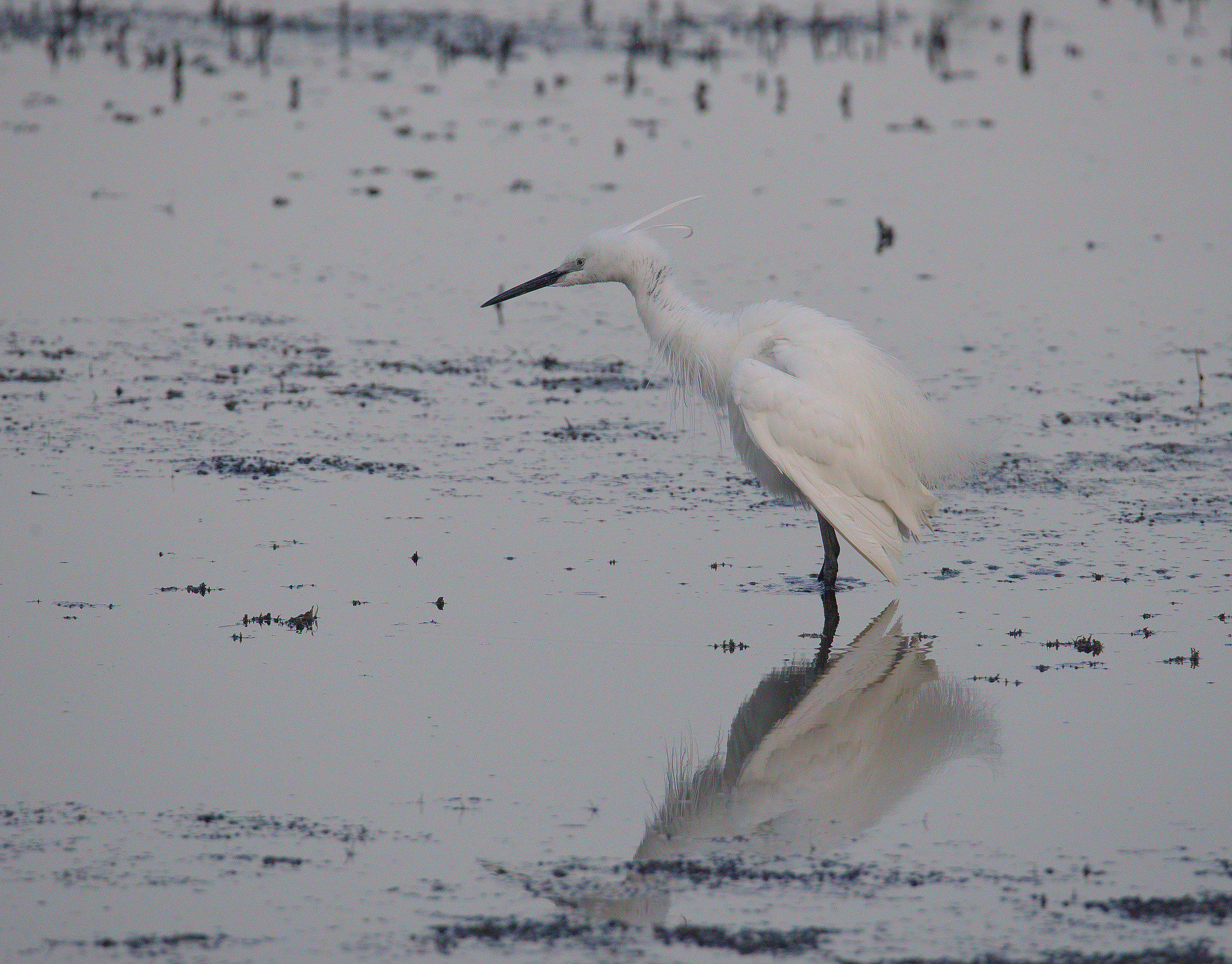 Egret