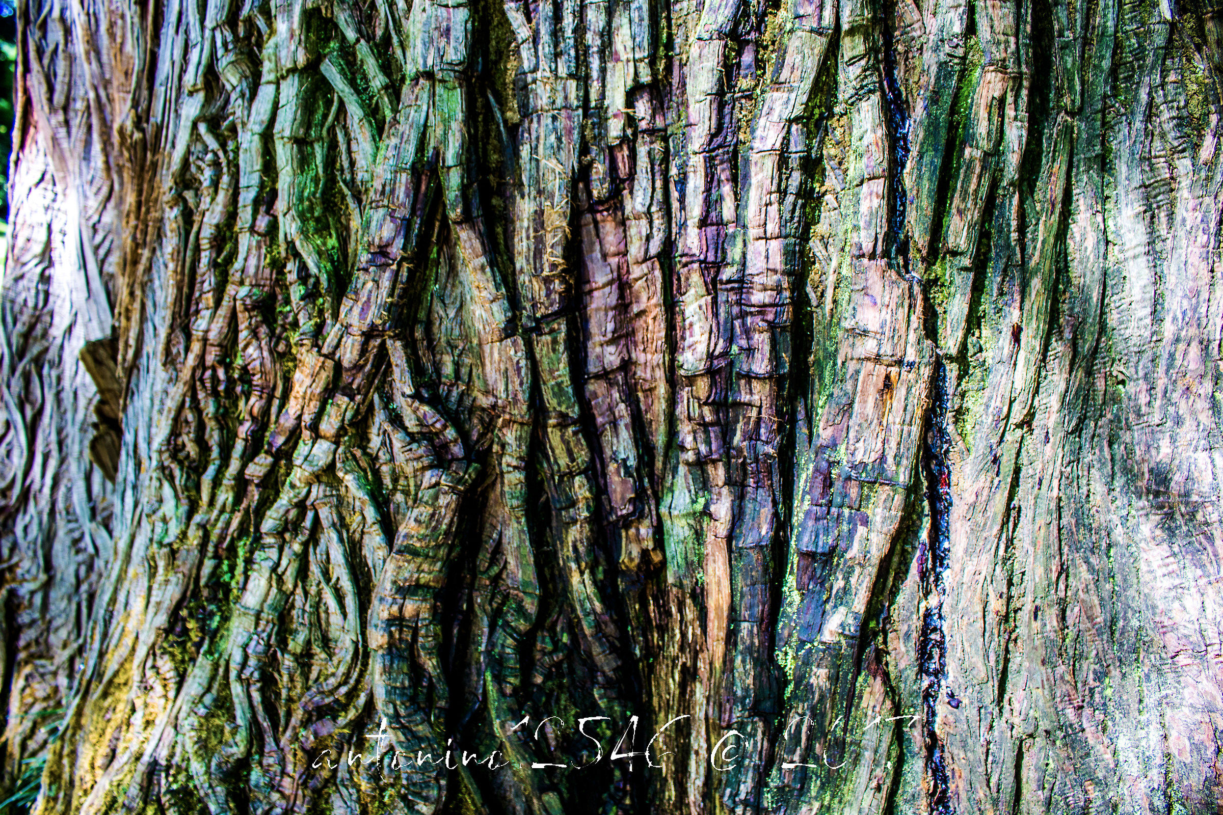 I colori della corteccia