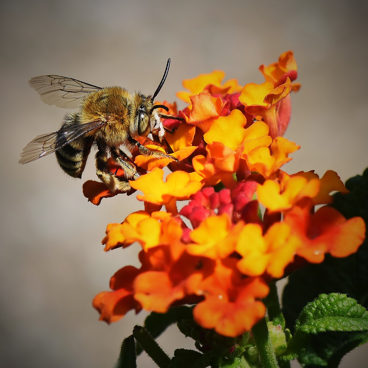 Eight Wild Bee on Lantana