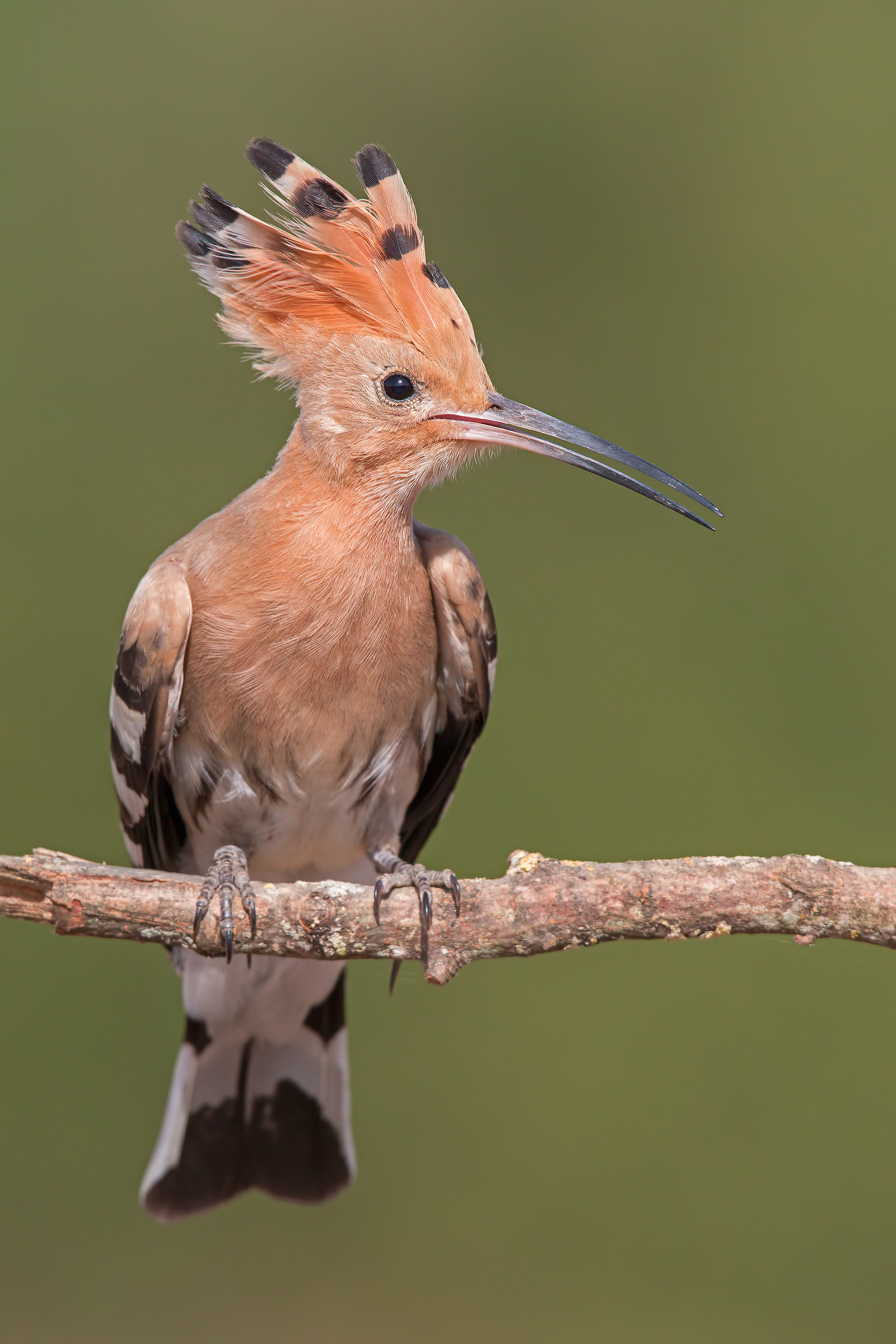 Hoopoe