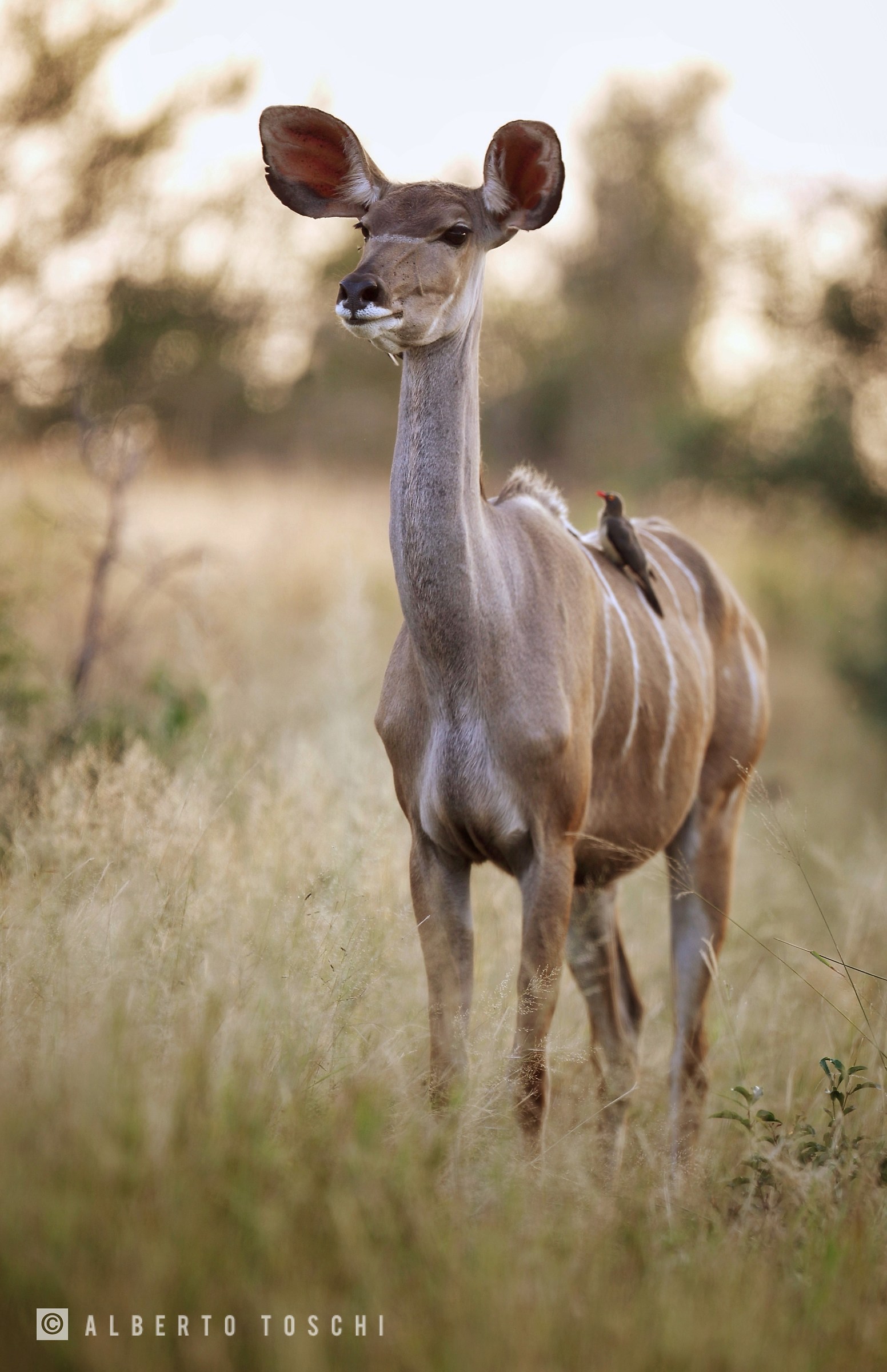 Kudu's female