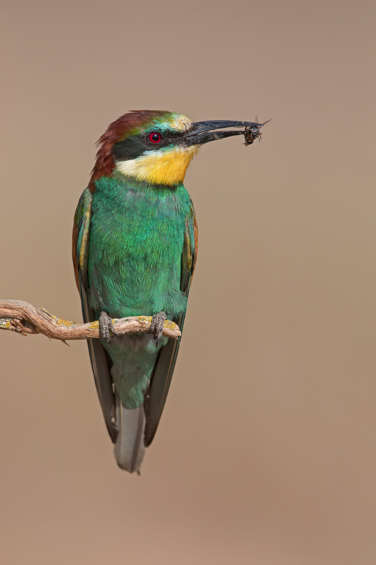Bee eater
