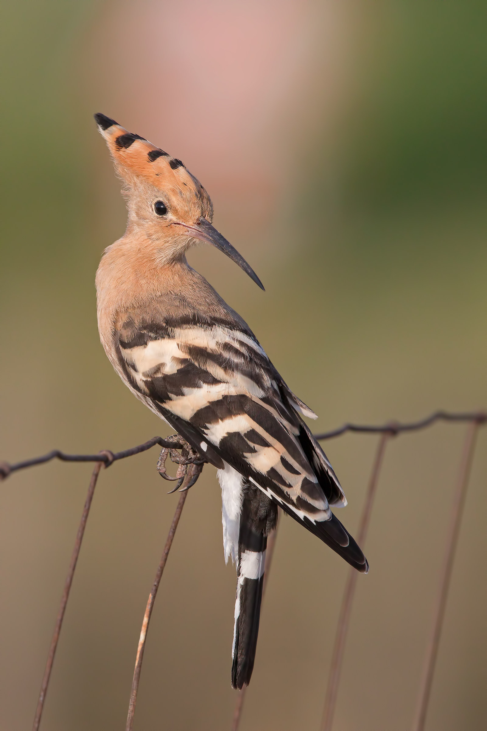 Hoopoe