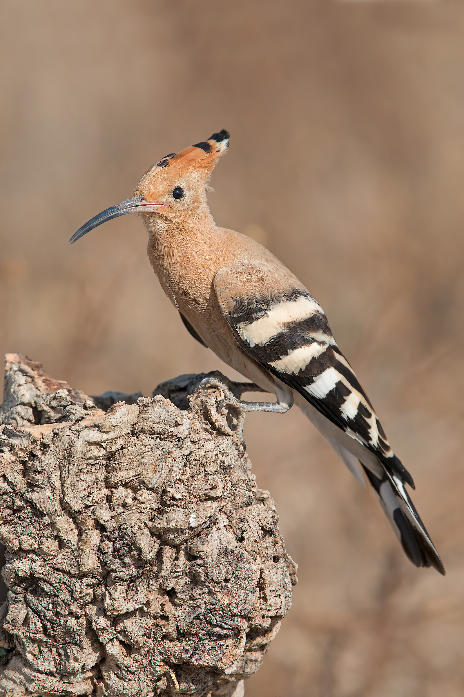 Hoopoe