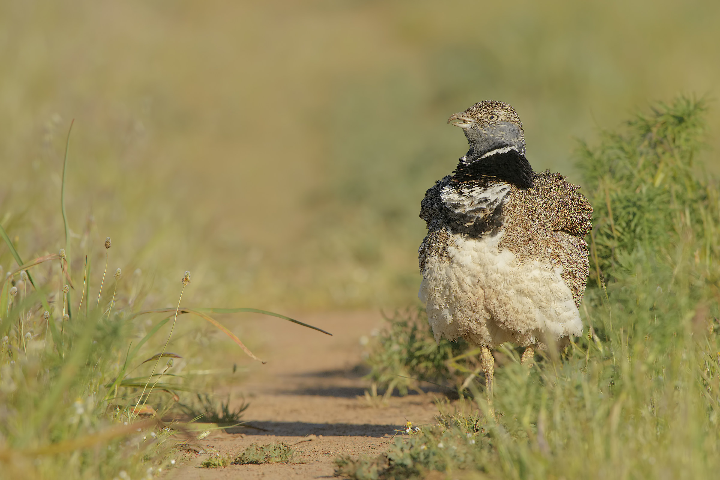 Male of practitioner