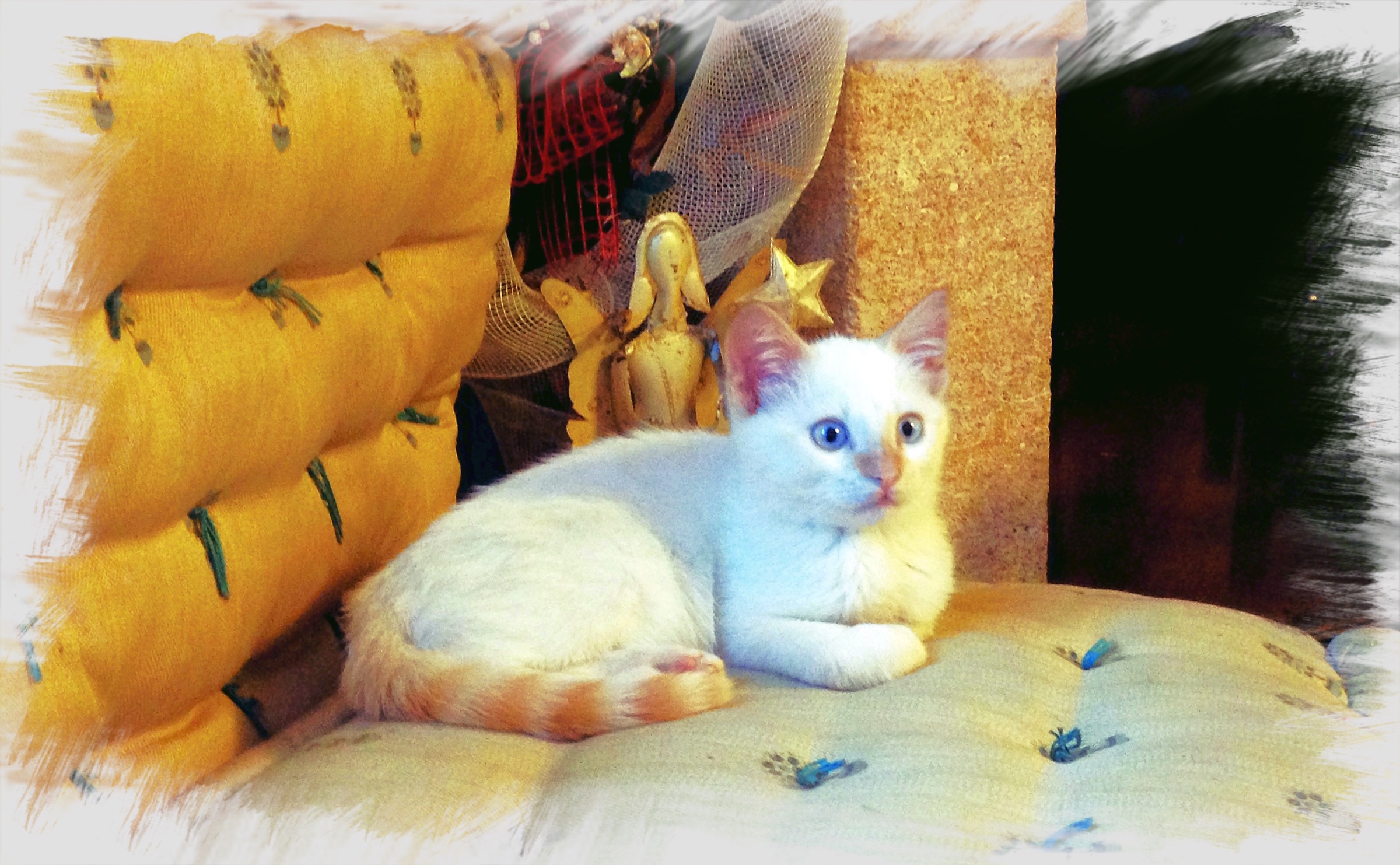 The Raiss in the living room