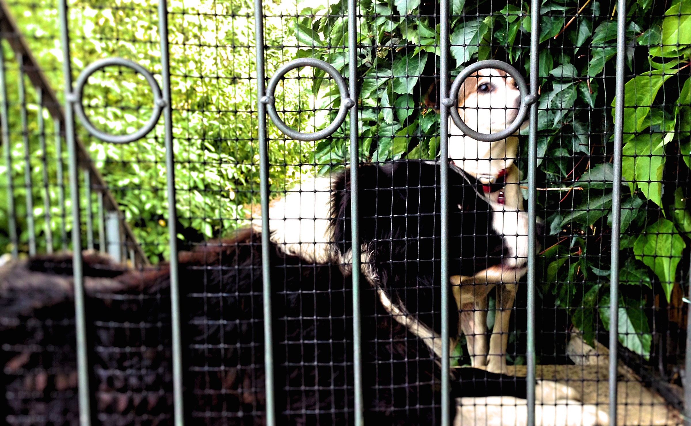 Priscilla tells me ....