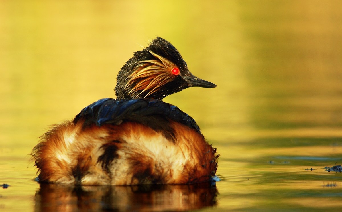 Tachybaptus ruficollis