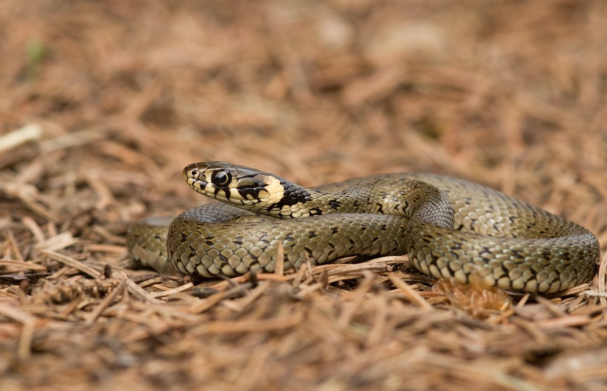 Grass snake