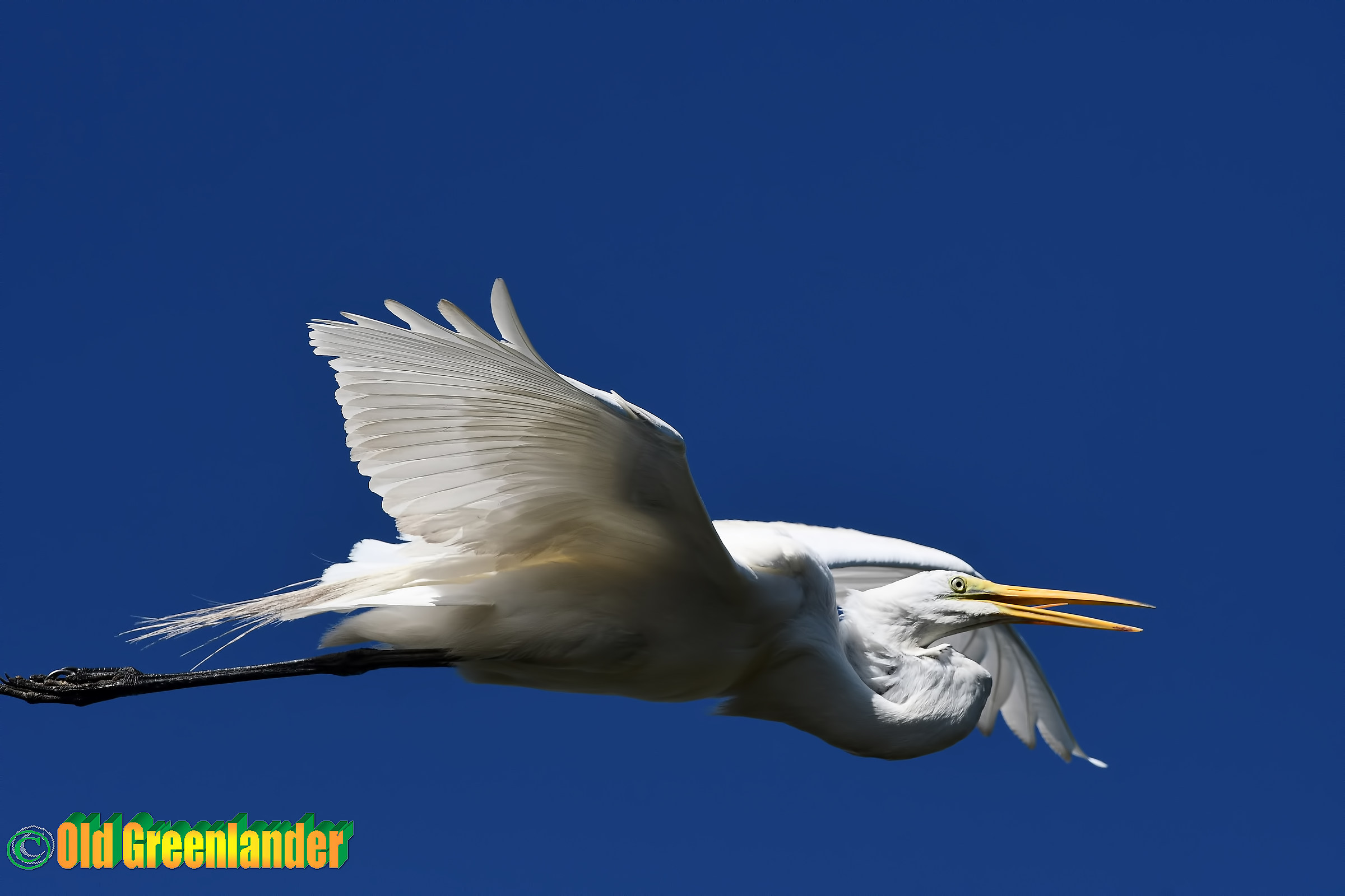 Great white egret