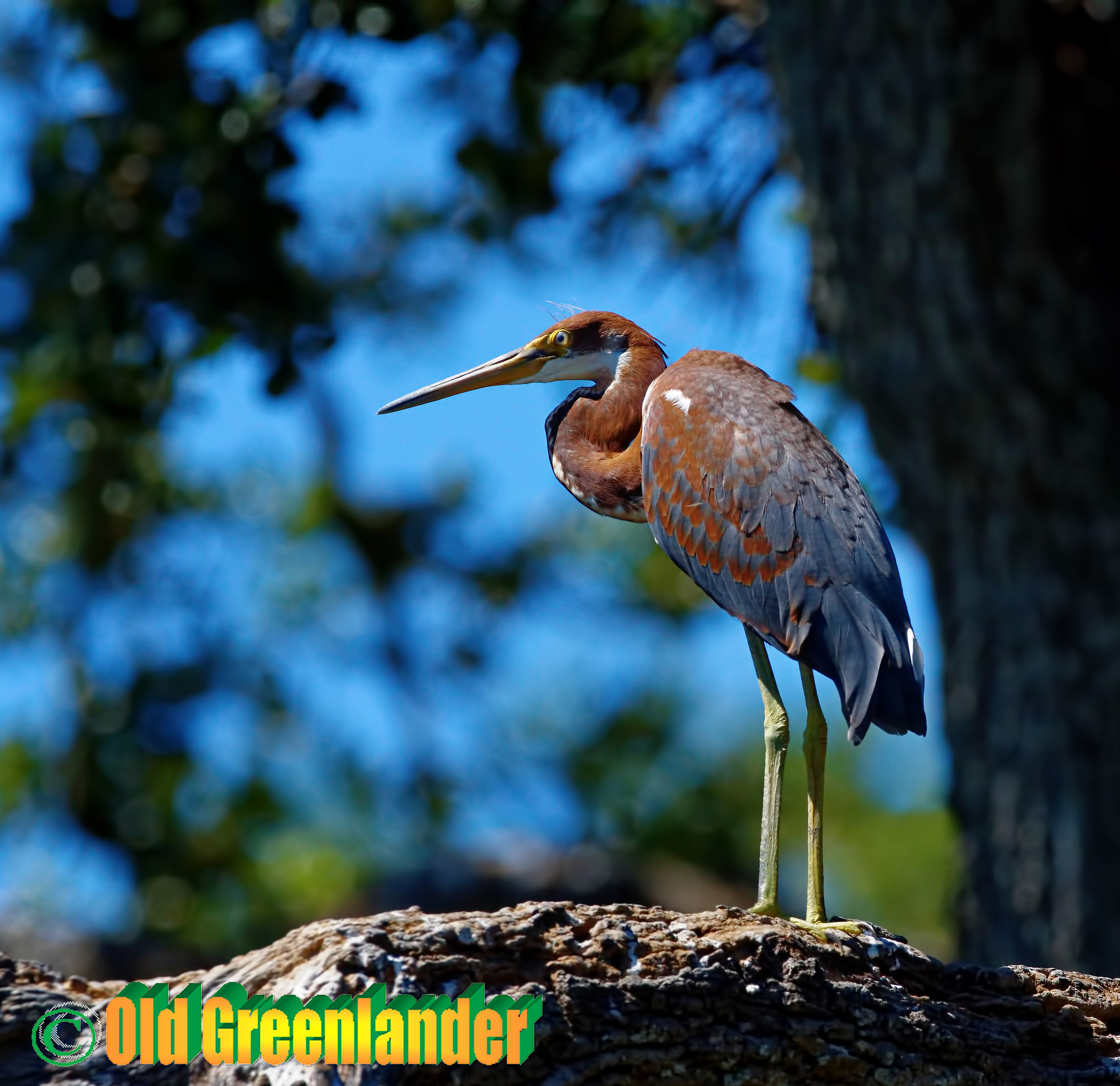 Little blue heron - juvenile
