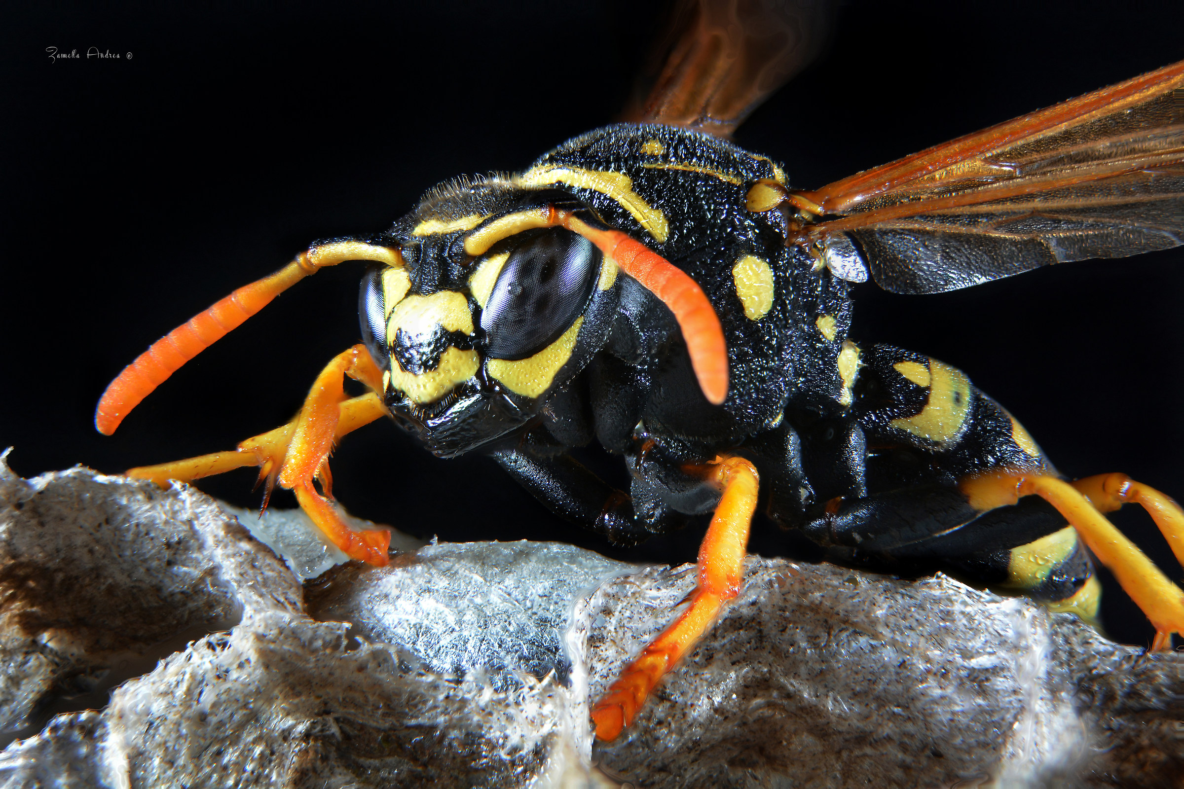 Wasp