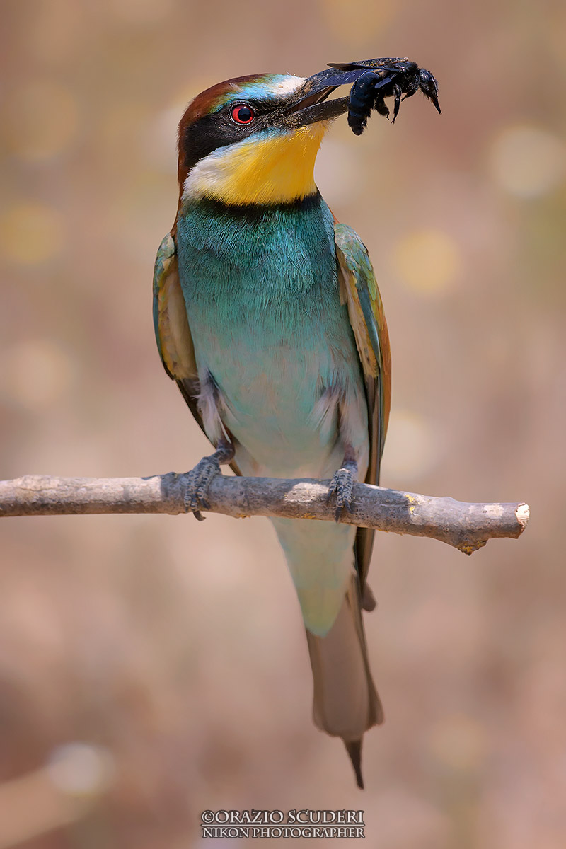 Merops apiaster