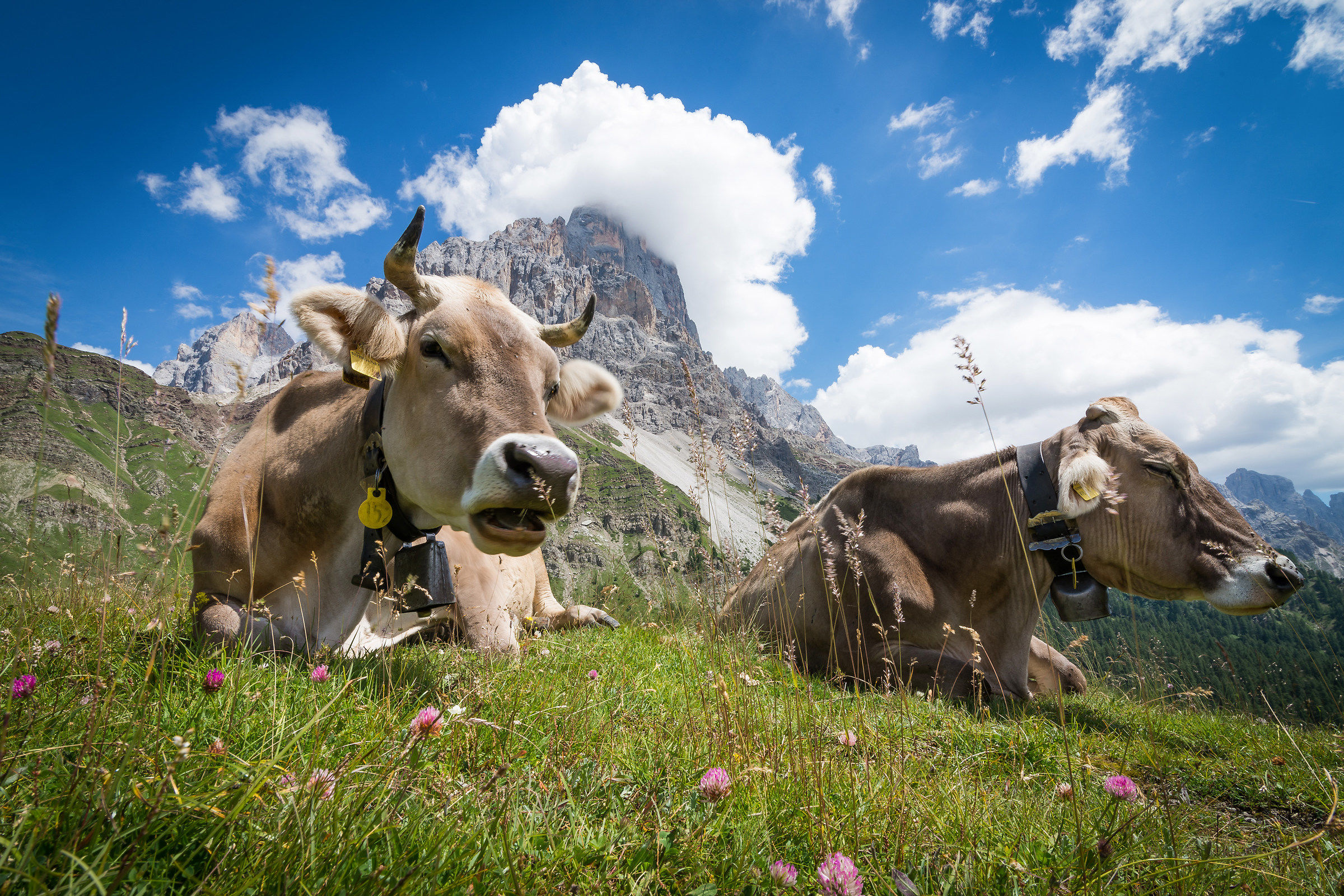 Siesta under the Pale of San Martino - Passo Rolle