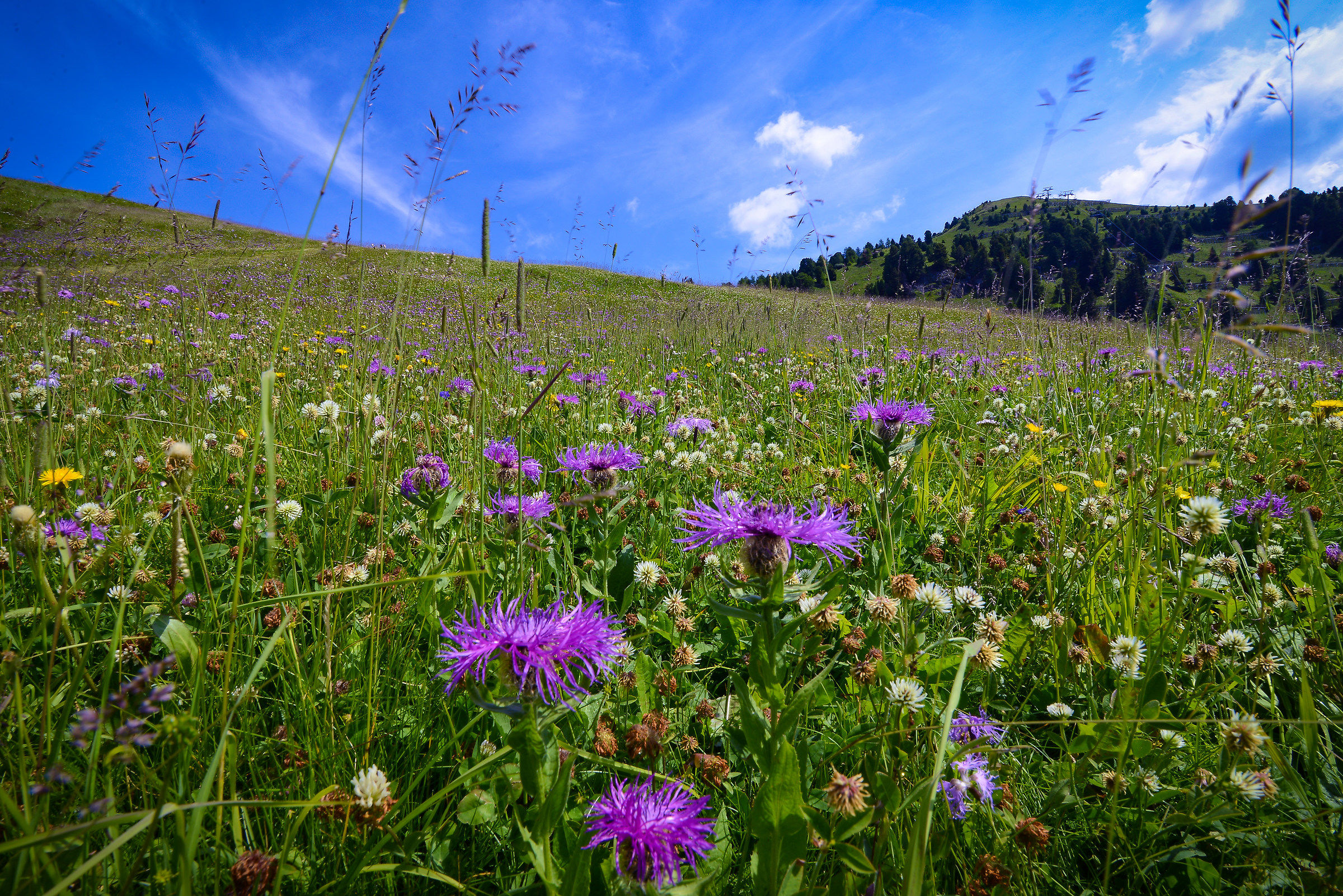 The flowered meadow (Alpe del Cermis)