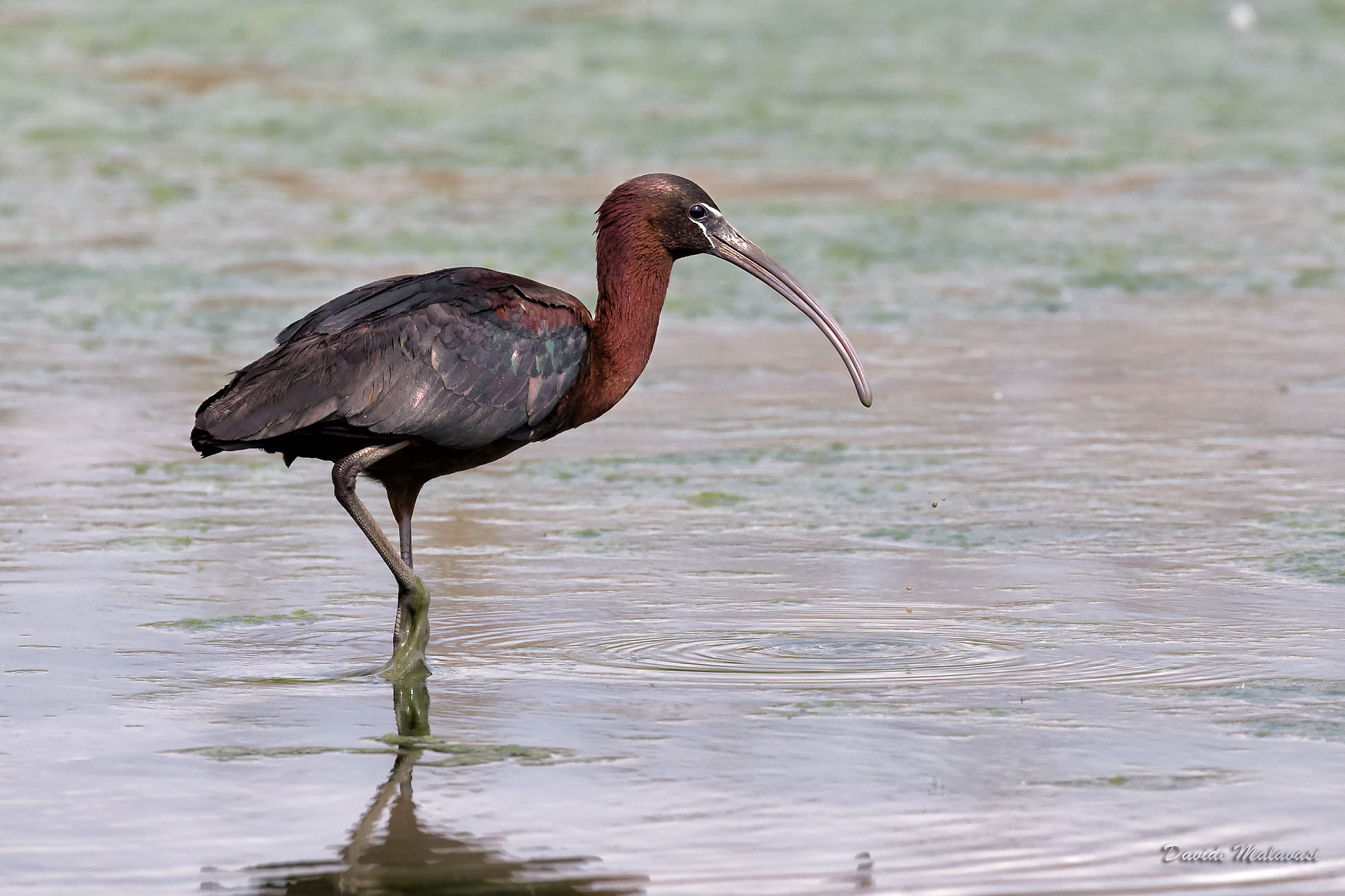 Glossy Ibis