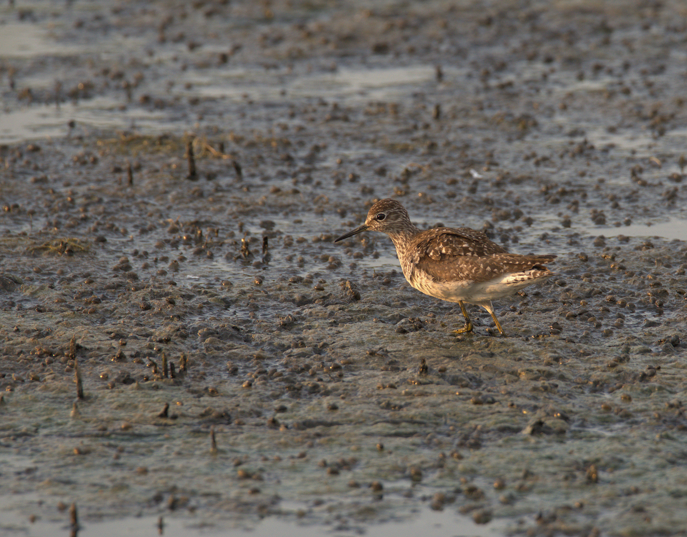 Pyro piro boschereccio