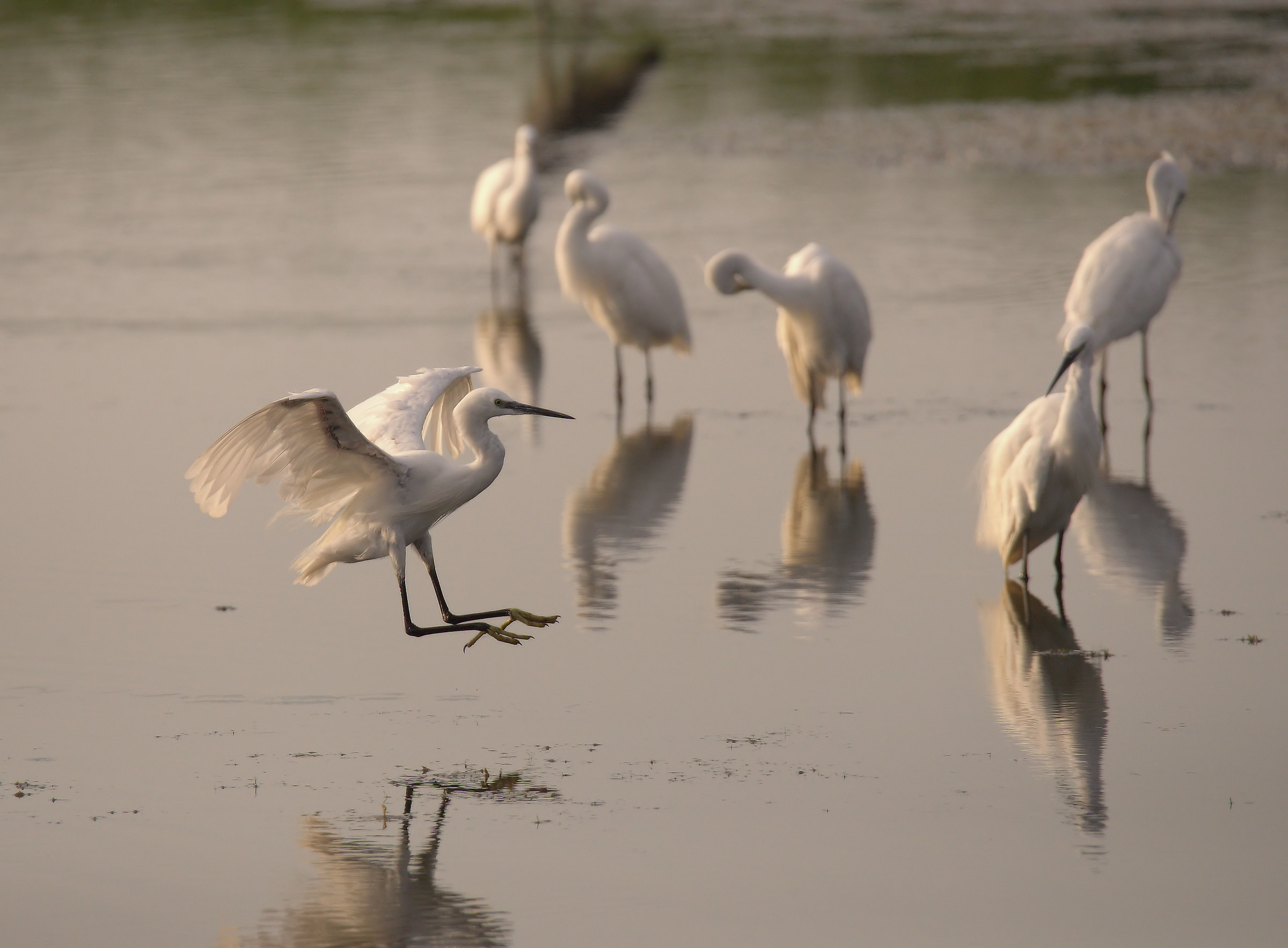 Egrets