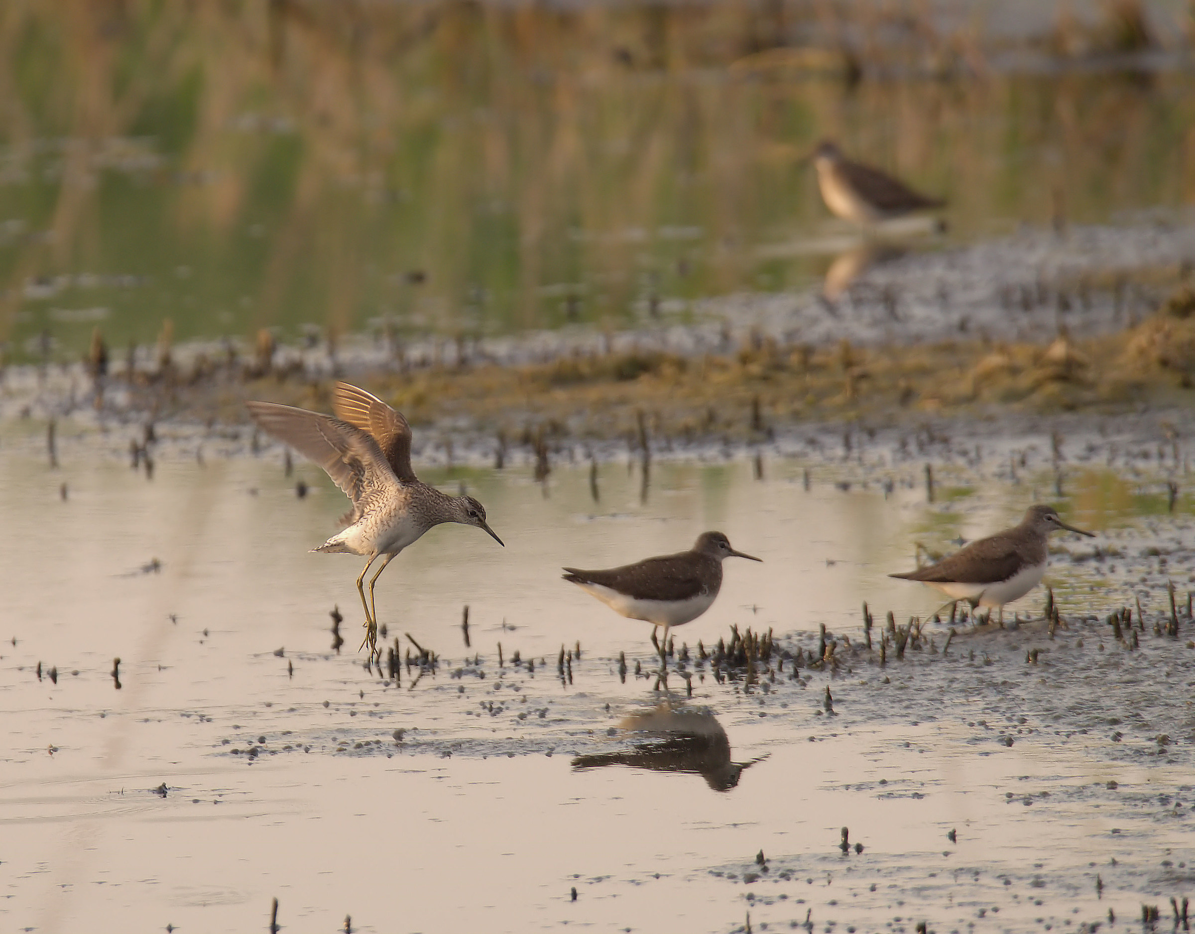 Pyro piro boschereccio and culbianco