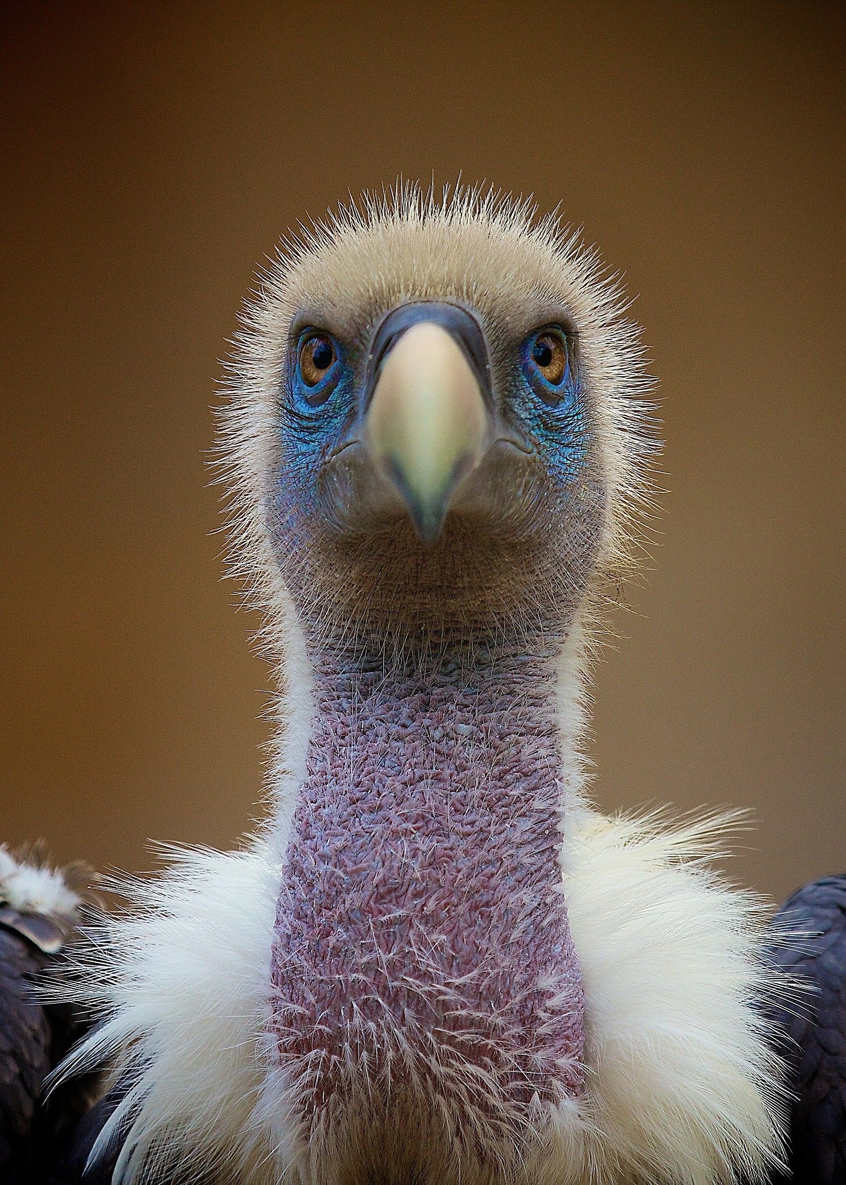 Portrait of a vulture - Bioparco Rome