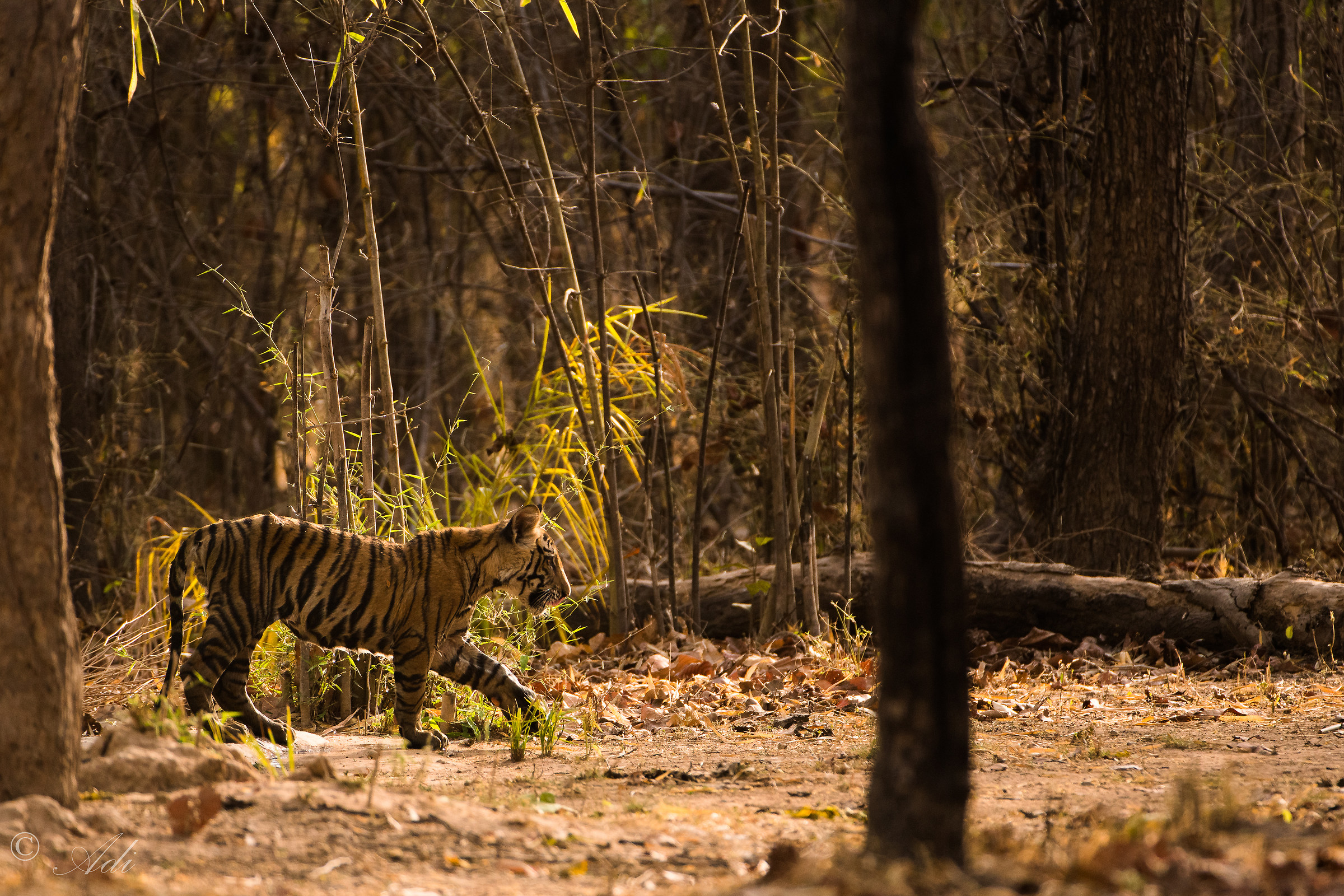 Camminare a casa al crepuscolo