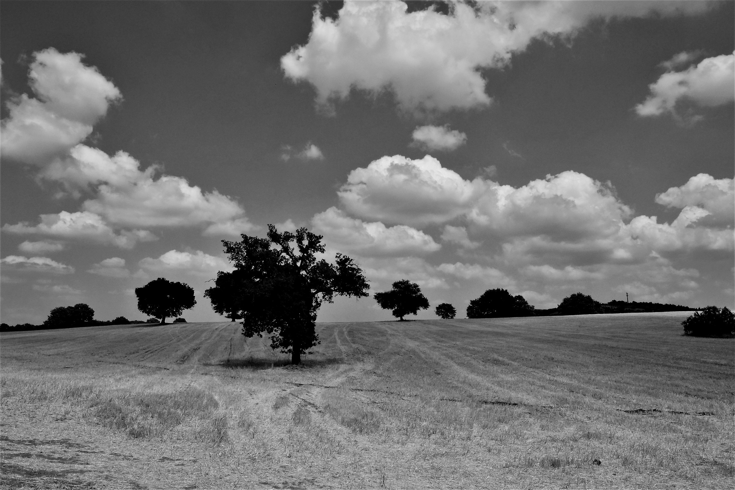 Clouds on the reared field